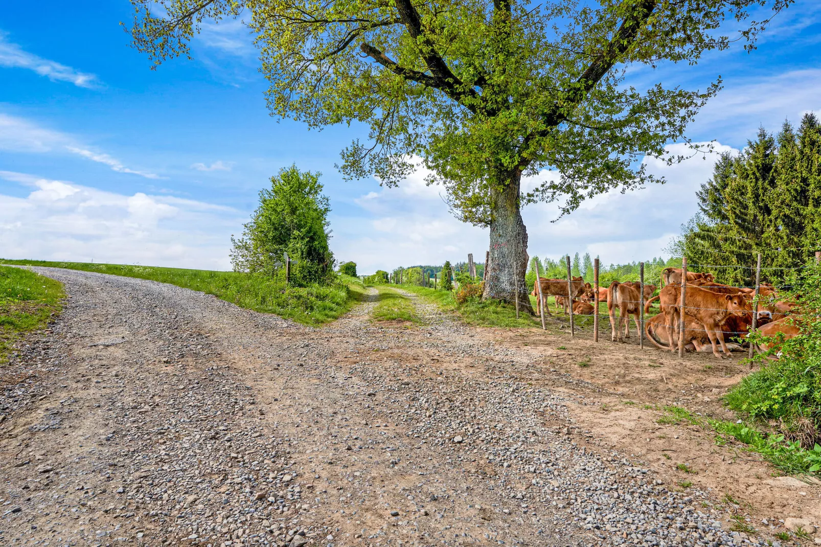 Les Bisons de l'Eden-Areas summer 5km