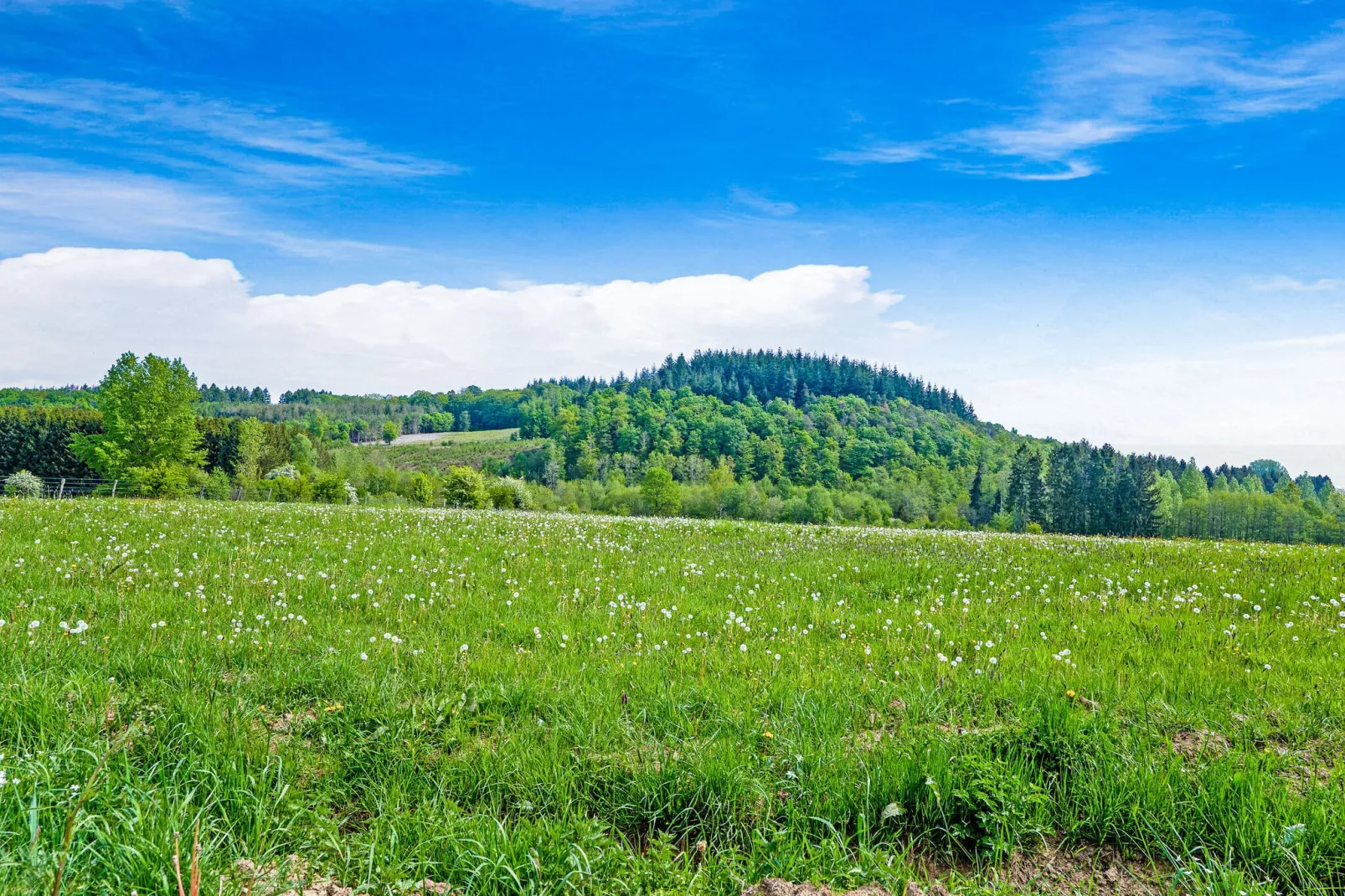 Les Bisons de l'Eden-View summer