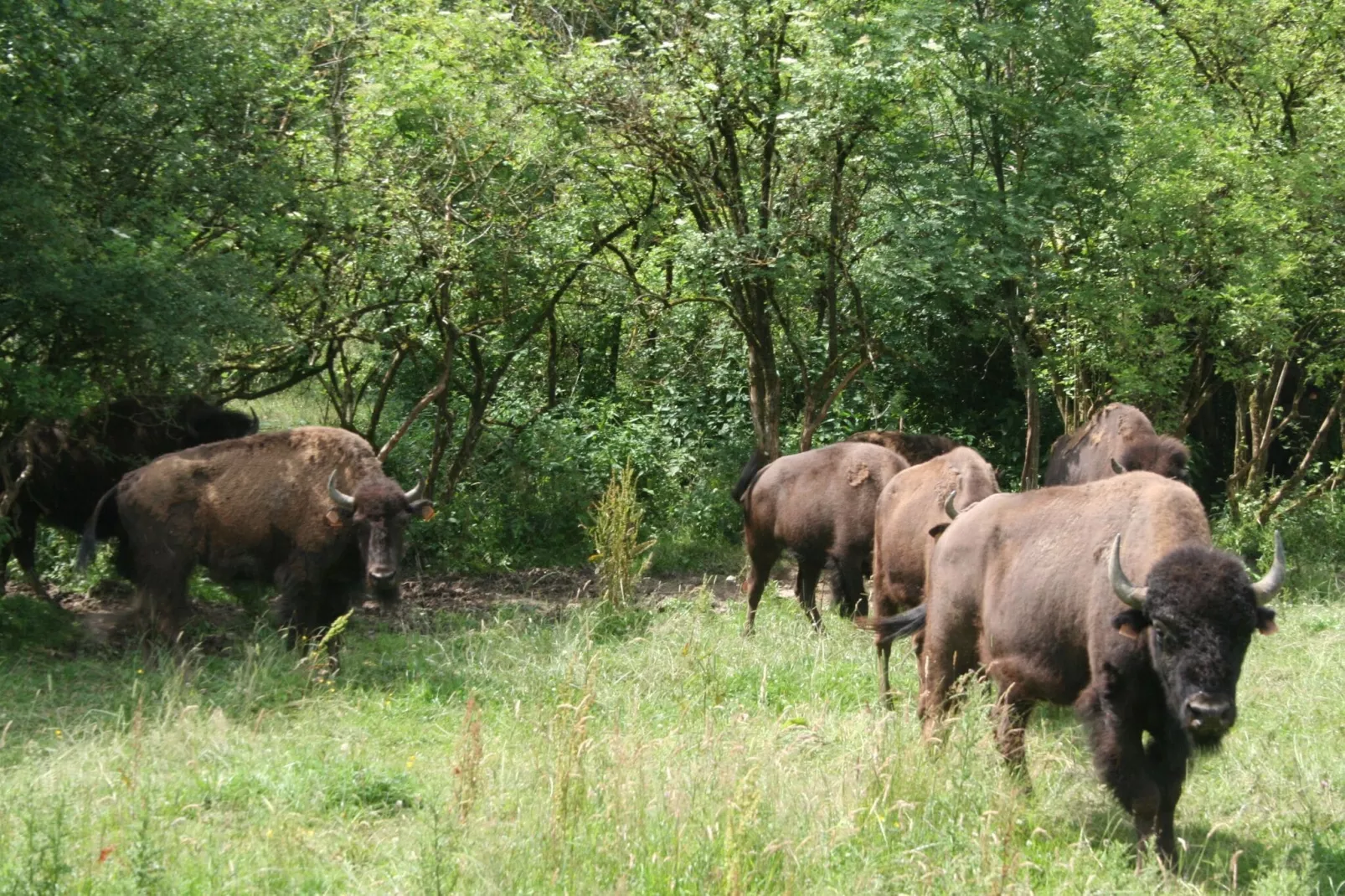 Les Bisons de l'Eden-Areas summer 1km