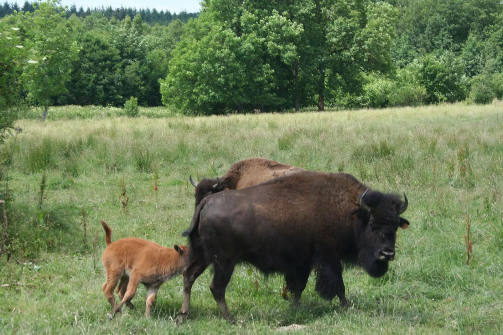 Les Bisons de l'Eden-Areas summer 1km