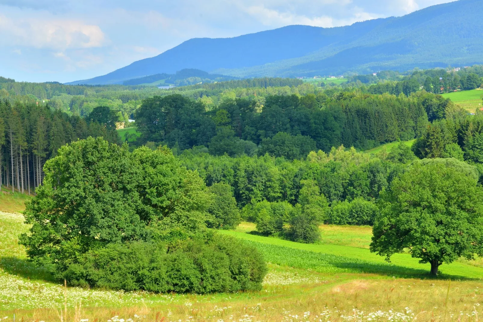 Im Zellertal-Areas within 1km in summer