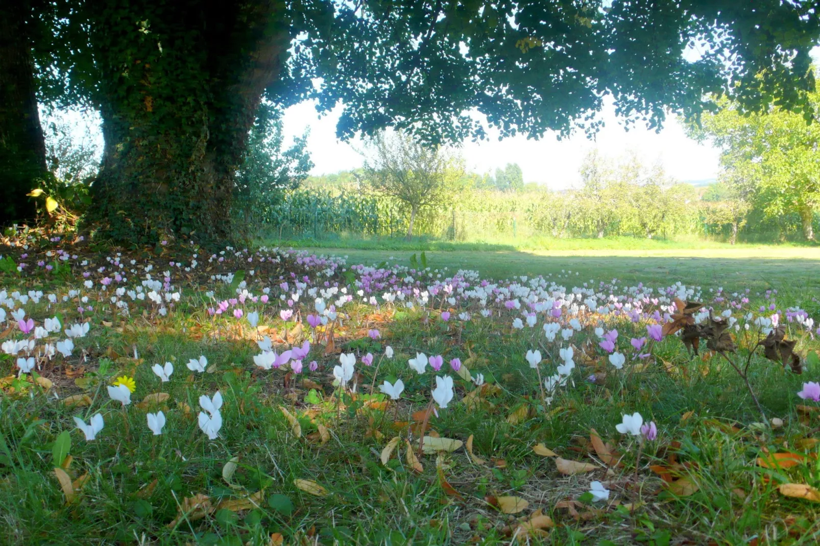 Villa Cussay-Gardens summer