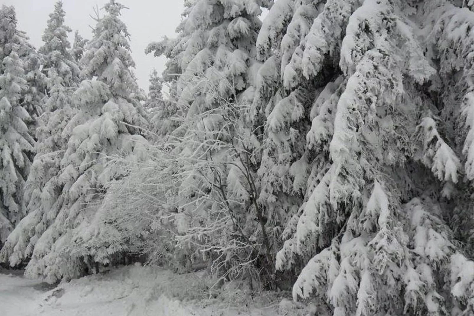 Bayerischer Wald-Gebiet Winter 1 km