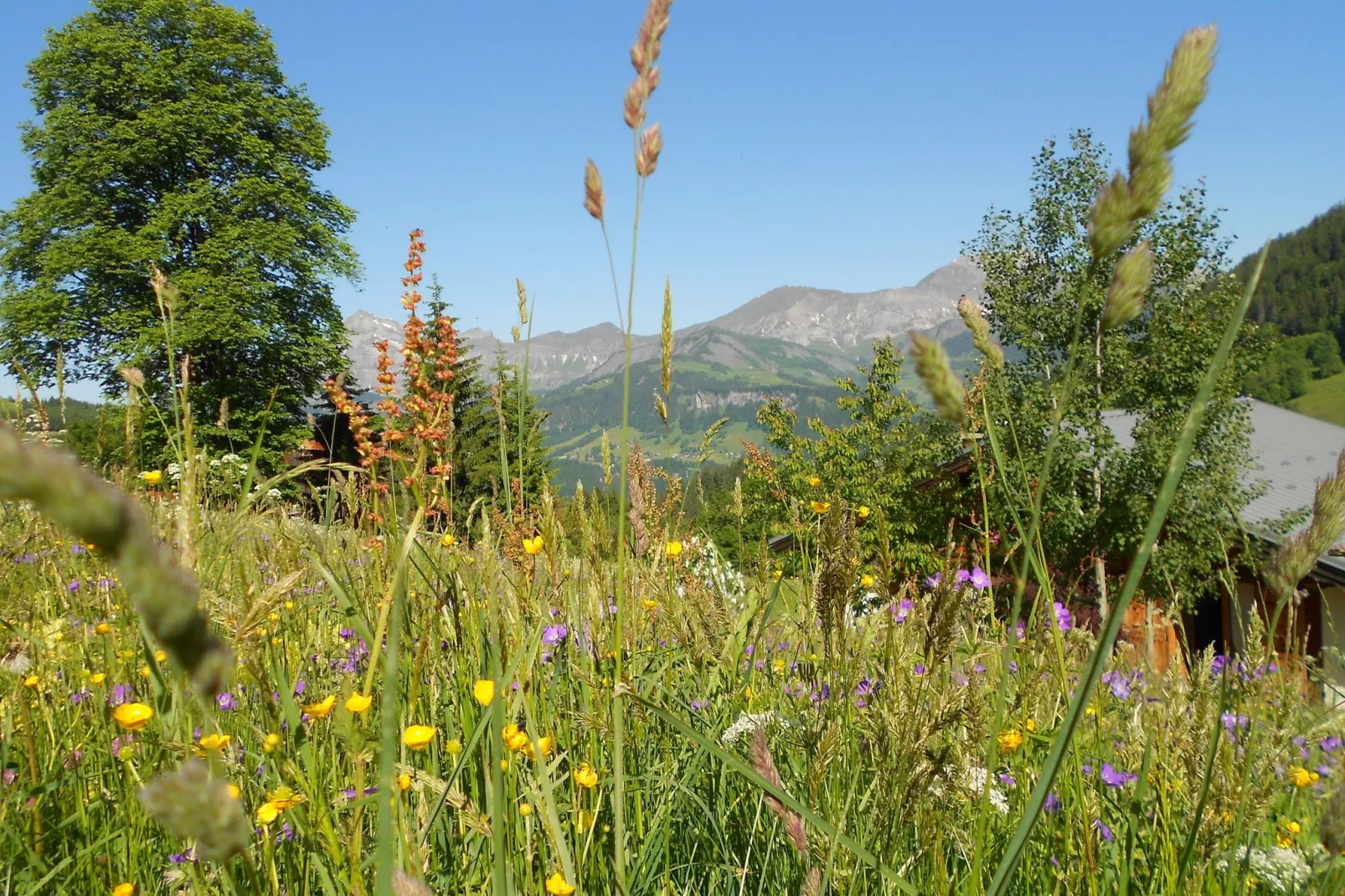 Notre Dame de Bellecombe-Gardens summer