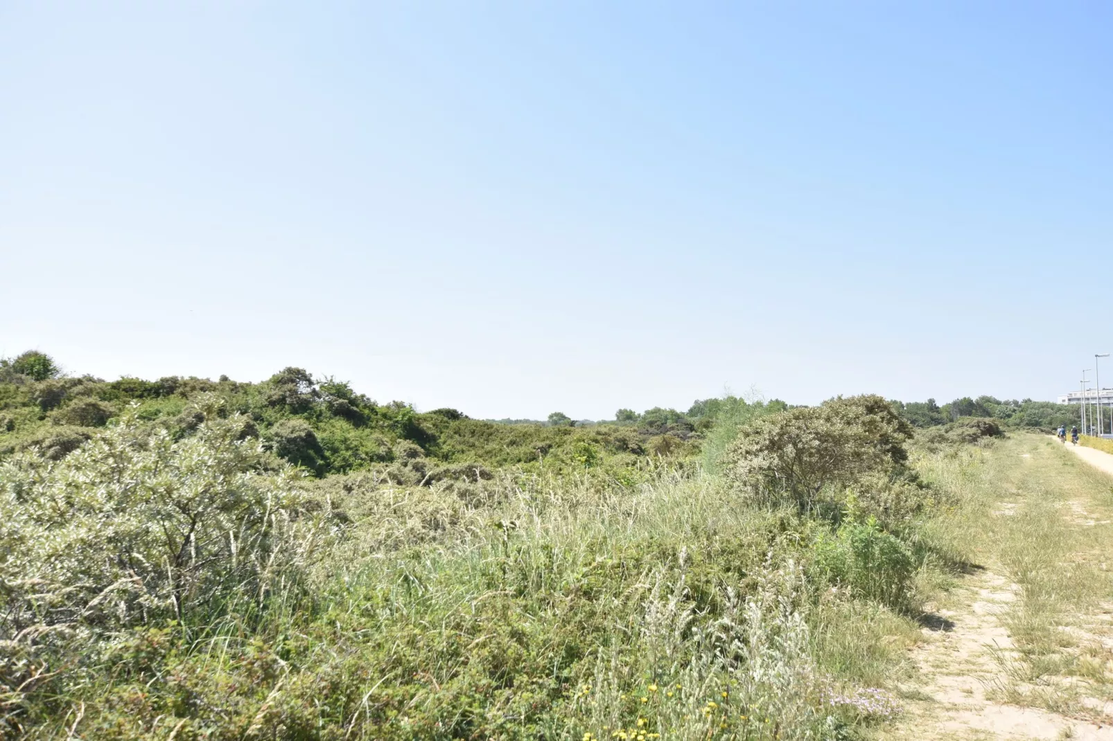 Zilte Rust-Areas summer 1km