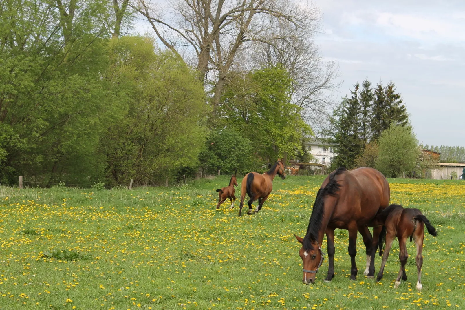 Am Hellbachtal 1&2-View summer