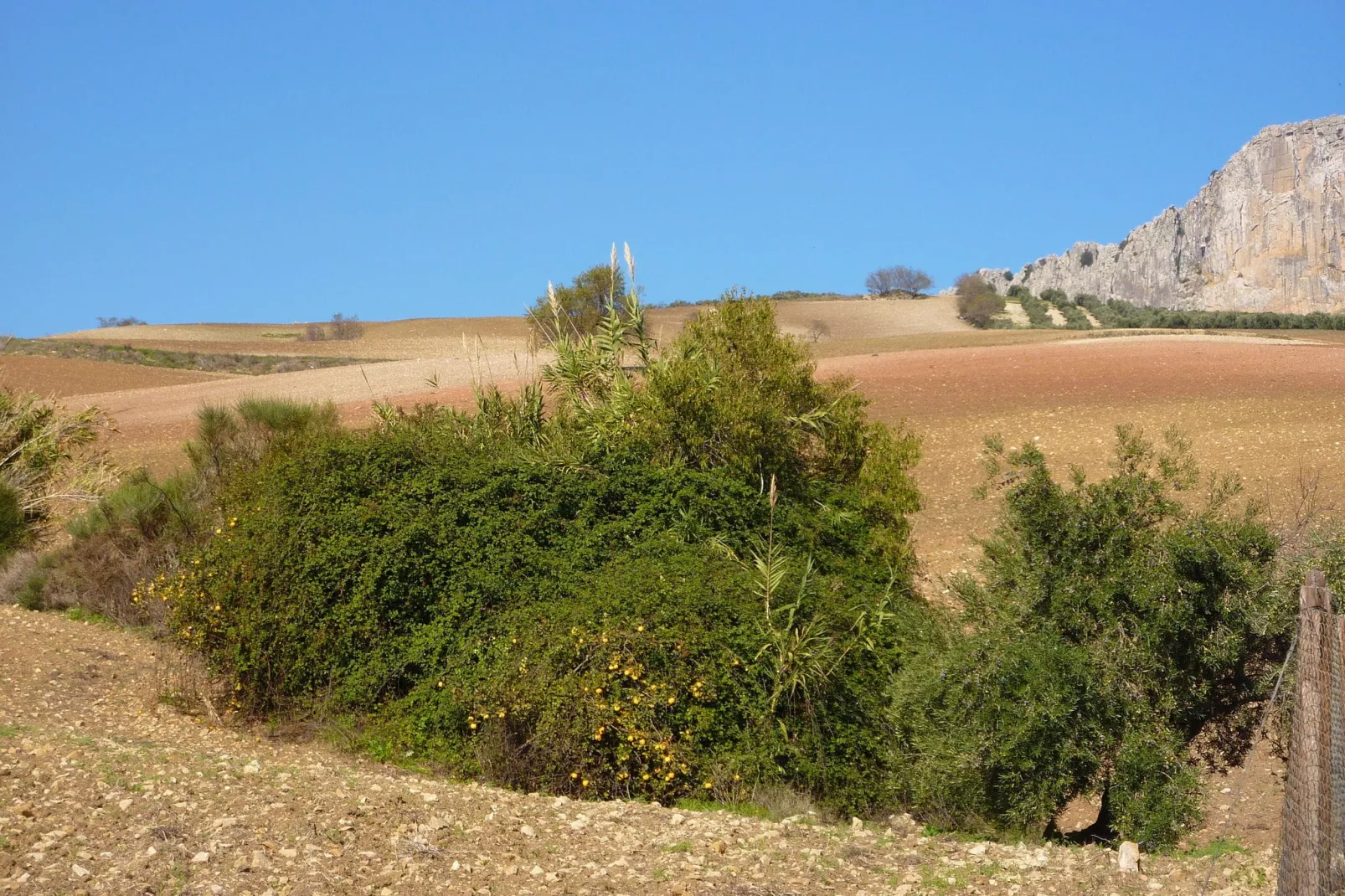 El Trigal-View summer