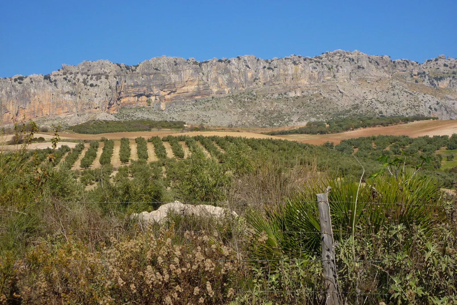 El Trigal-Areas summer 20km