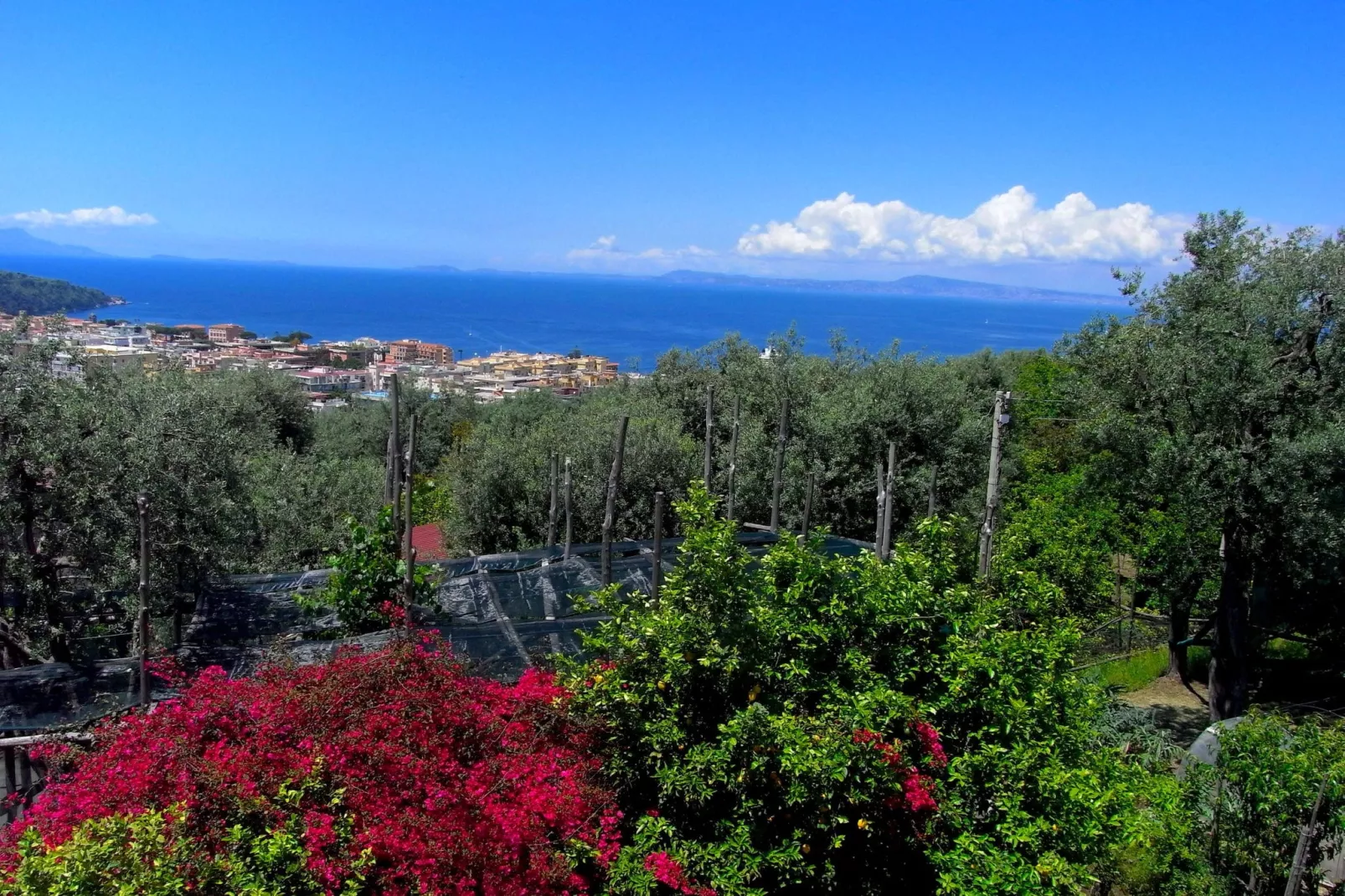Edera-Exterior summer