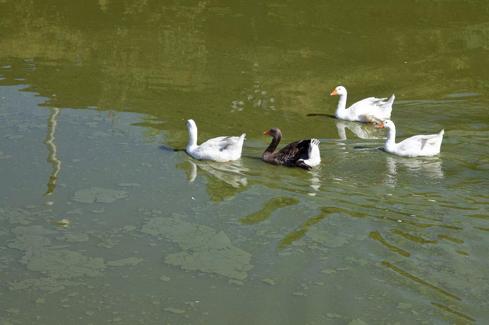 Al Lago-Ambiance