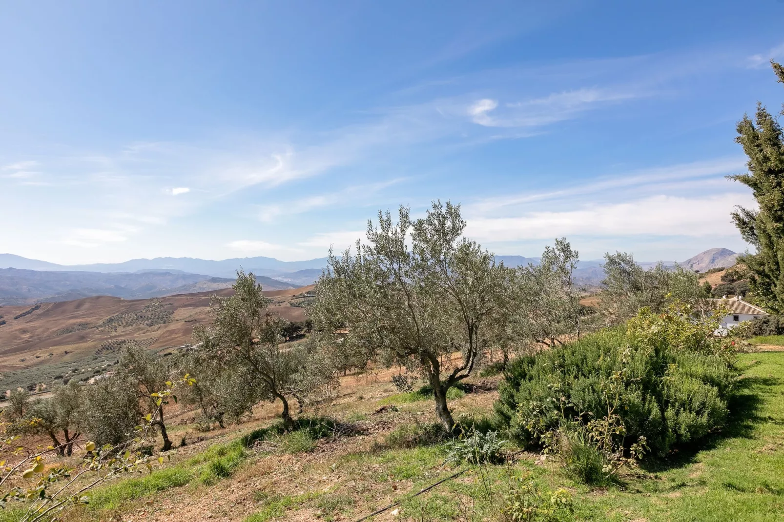 El Encinar-View summer