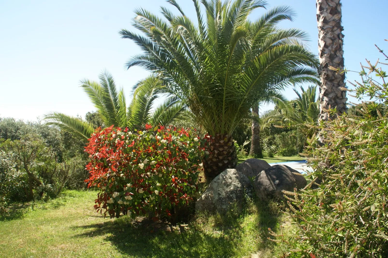 Jaune-Jardin d'été