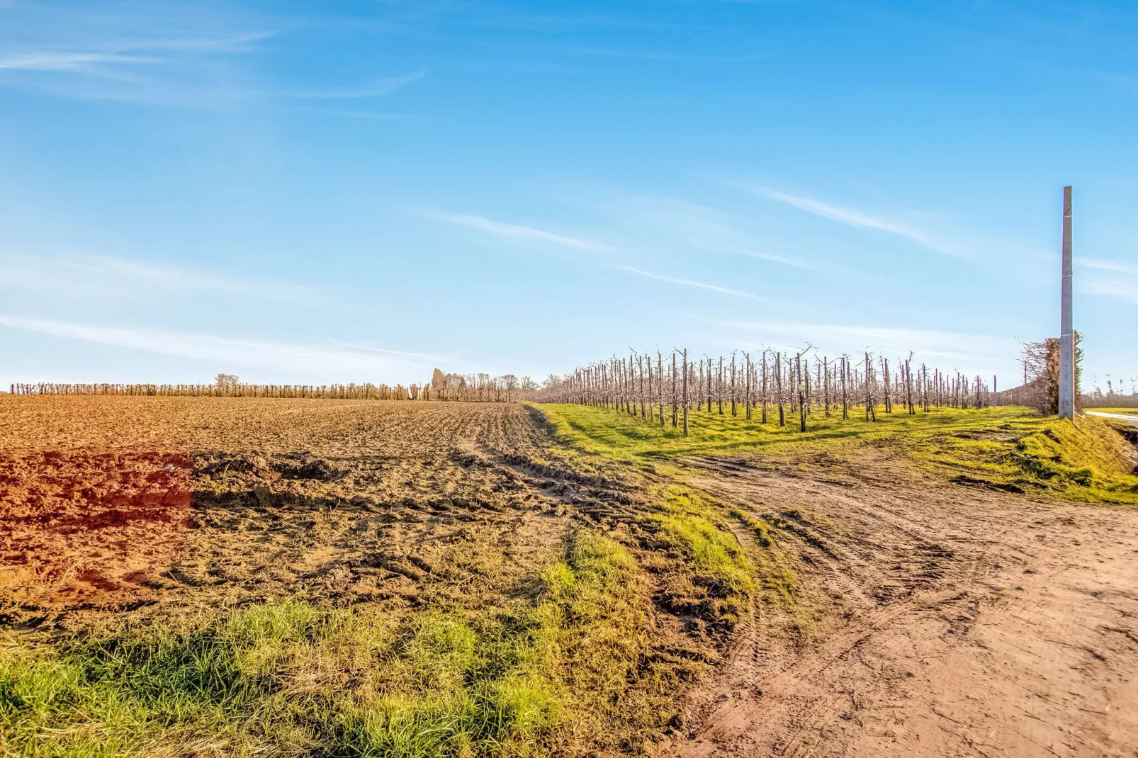 Bloesemhof Jonagold-Areas summer 5km