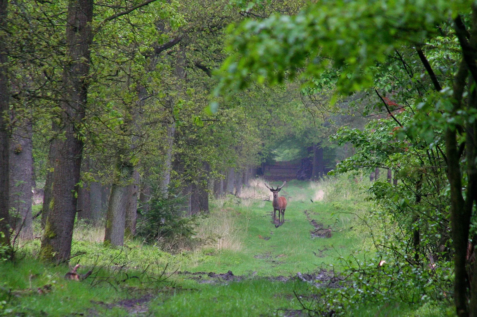 Veluwse Specht-Areas summer 5km