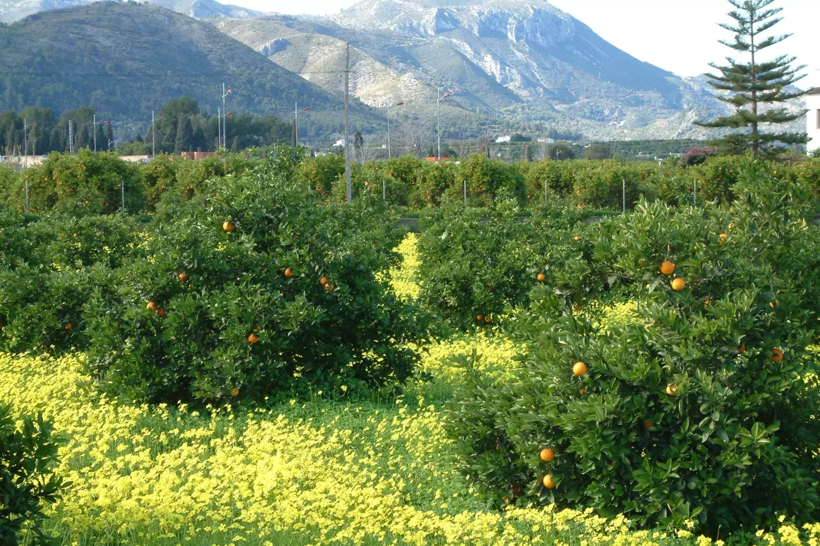 Les Bassetes-Areas summer 1km