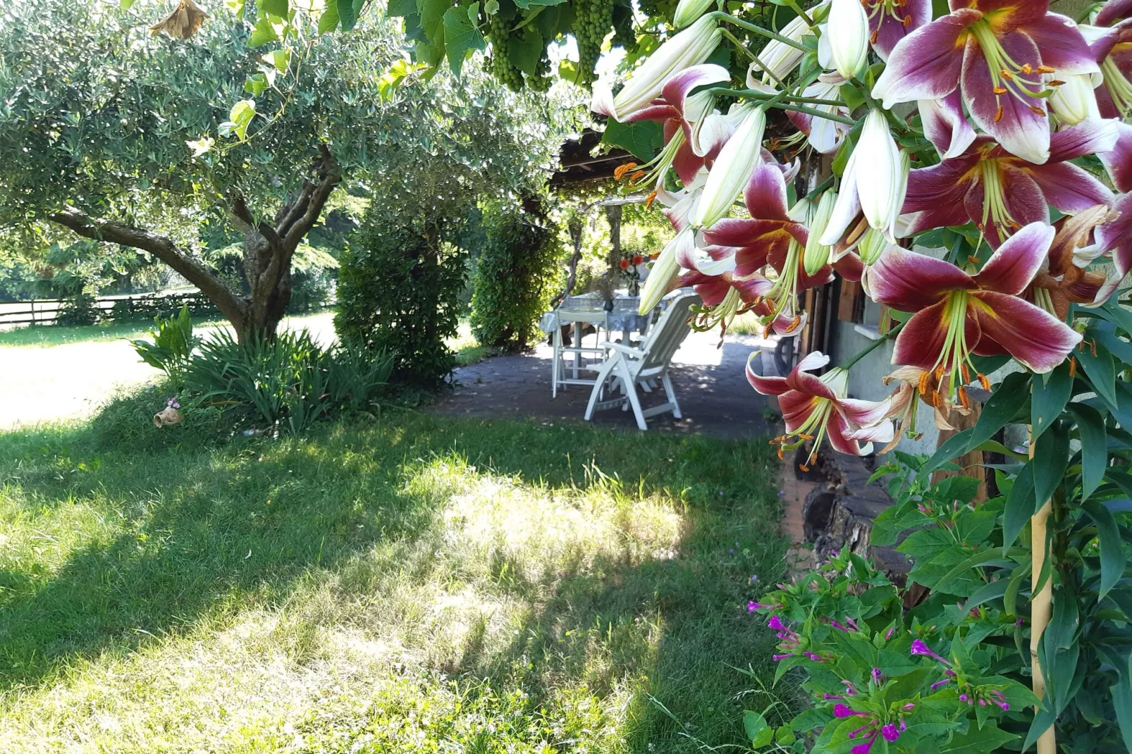 Casa Gherla Uno-Gardens summer
