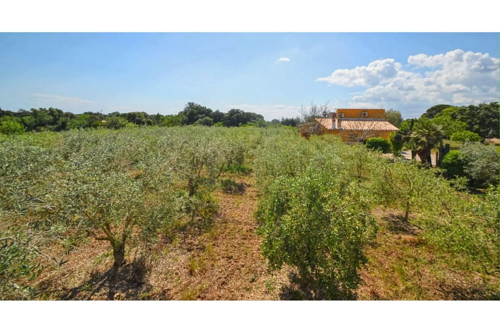 Sa Sini-Areas summer 1km