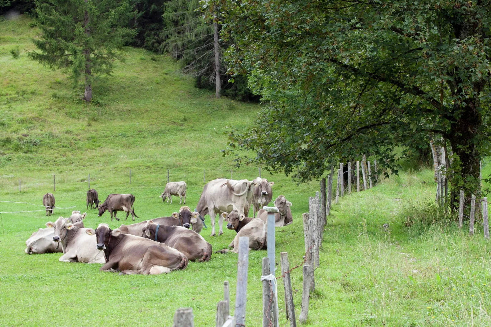 Brunnkopf-View summer