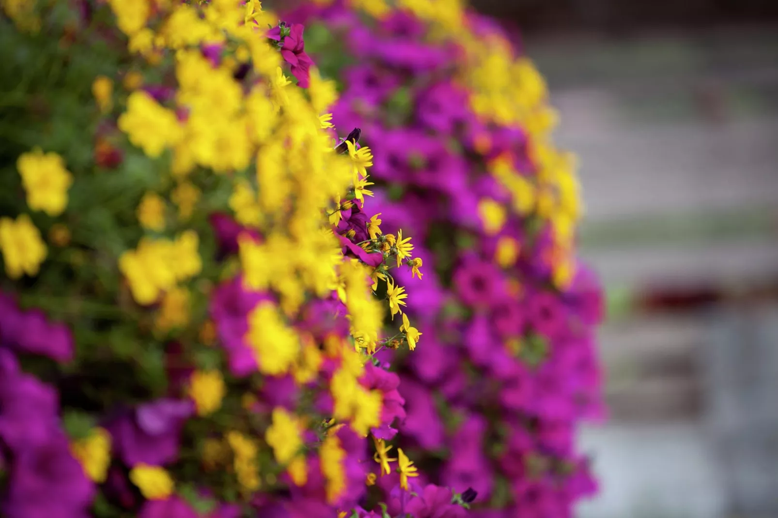 Brunnkopf-Gardens summer