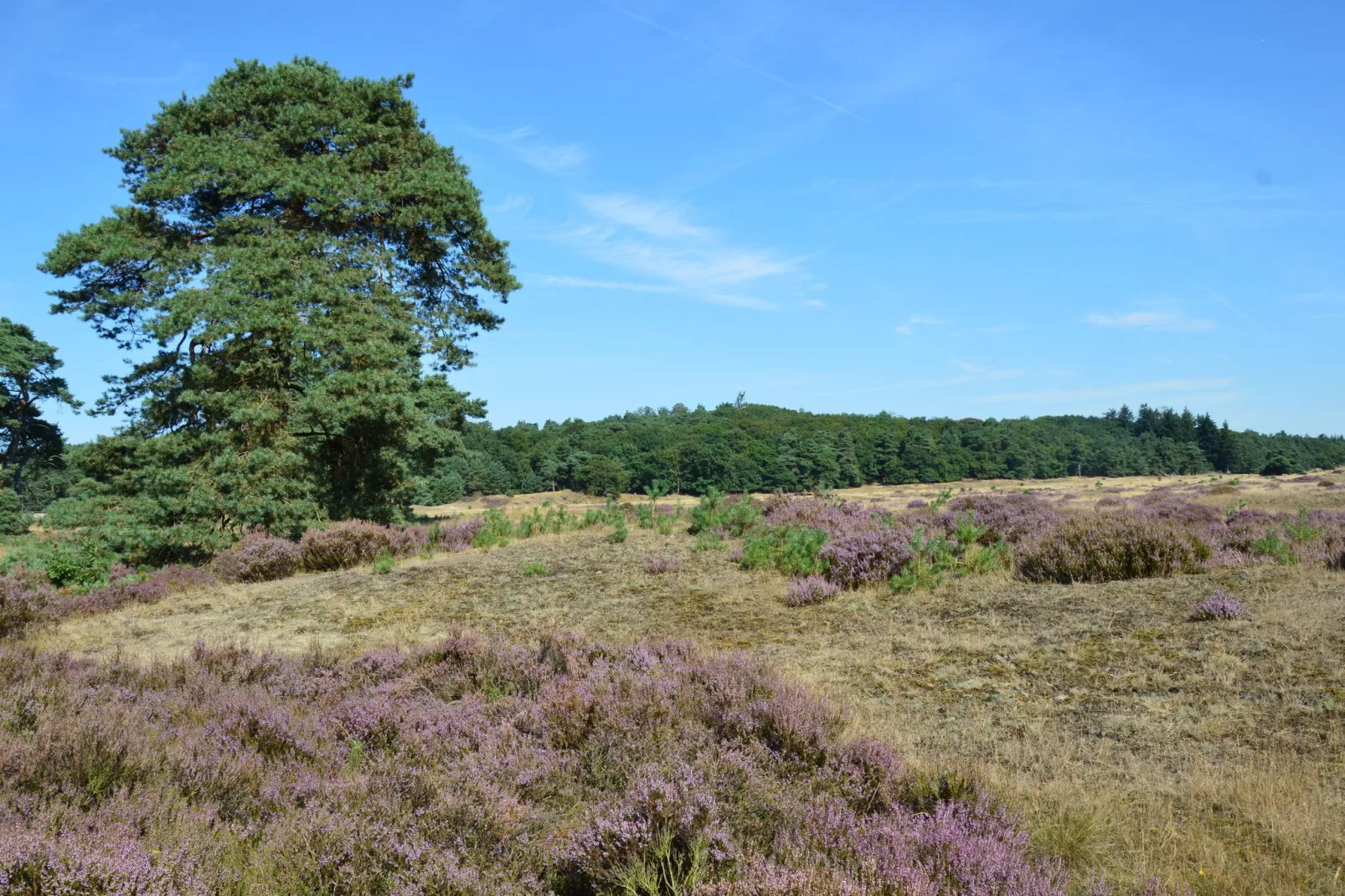 Reewold-Areas summer 20km