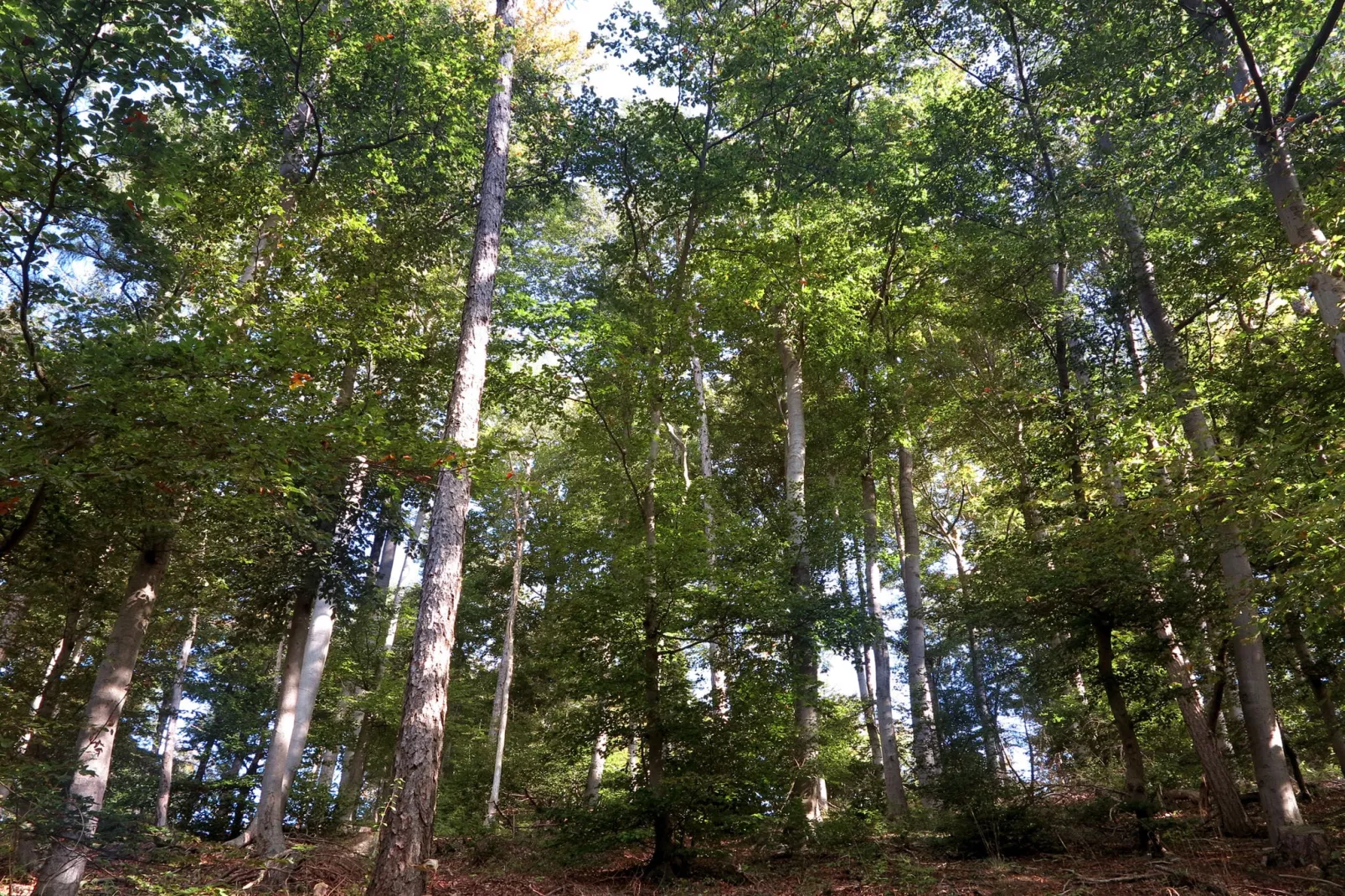 Weserbergland - Bad Pyrmont-Areas within 20km in summer