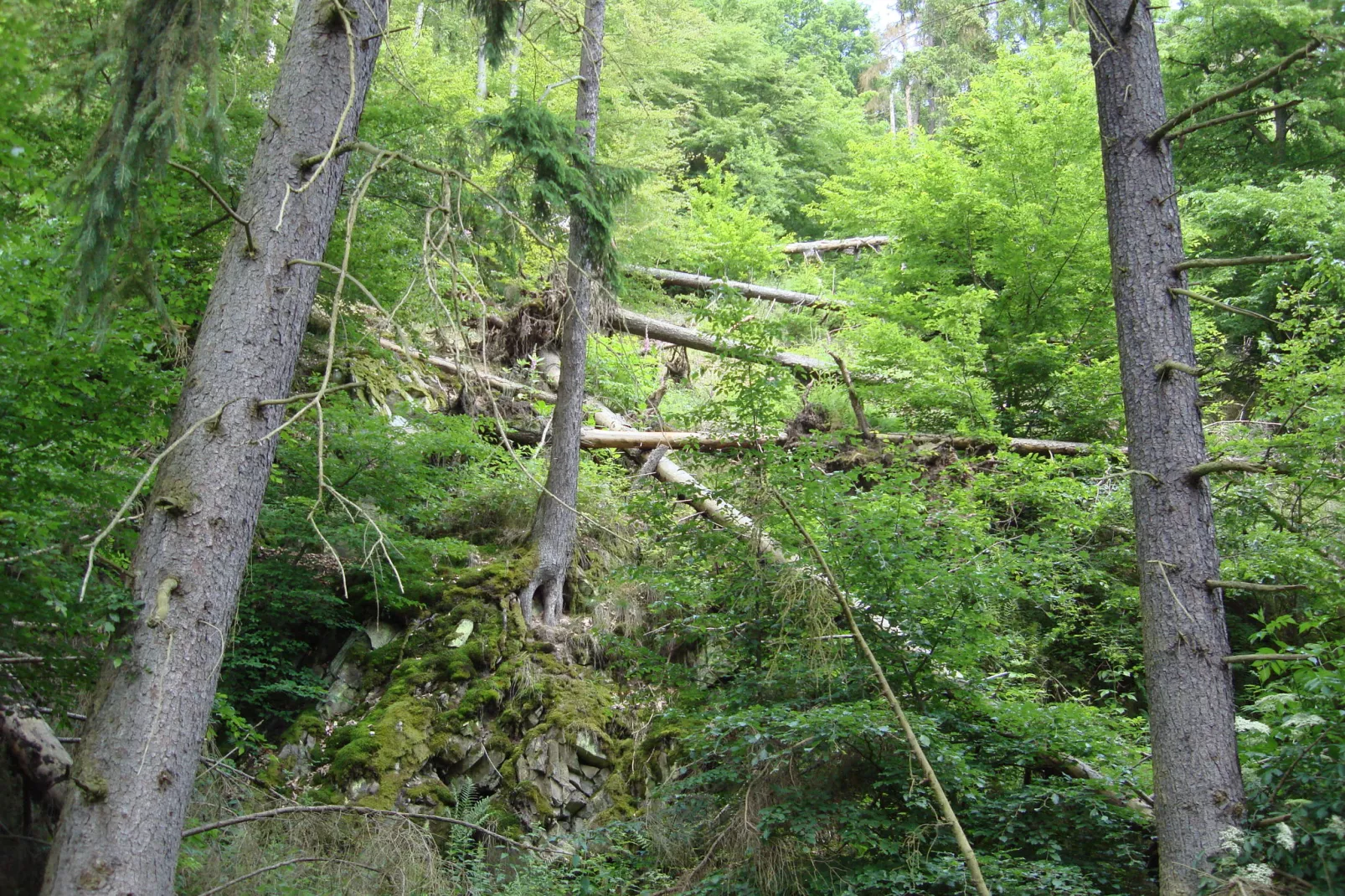 Köster-Areas within 5km in summer