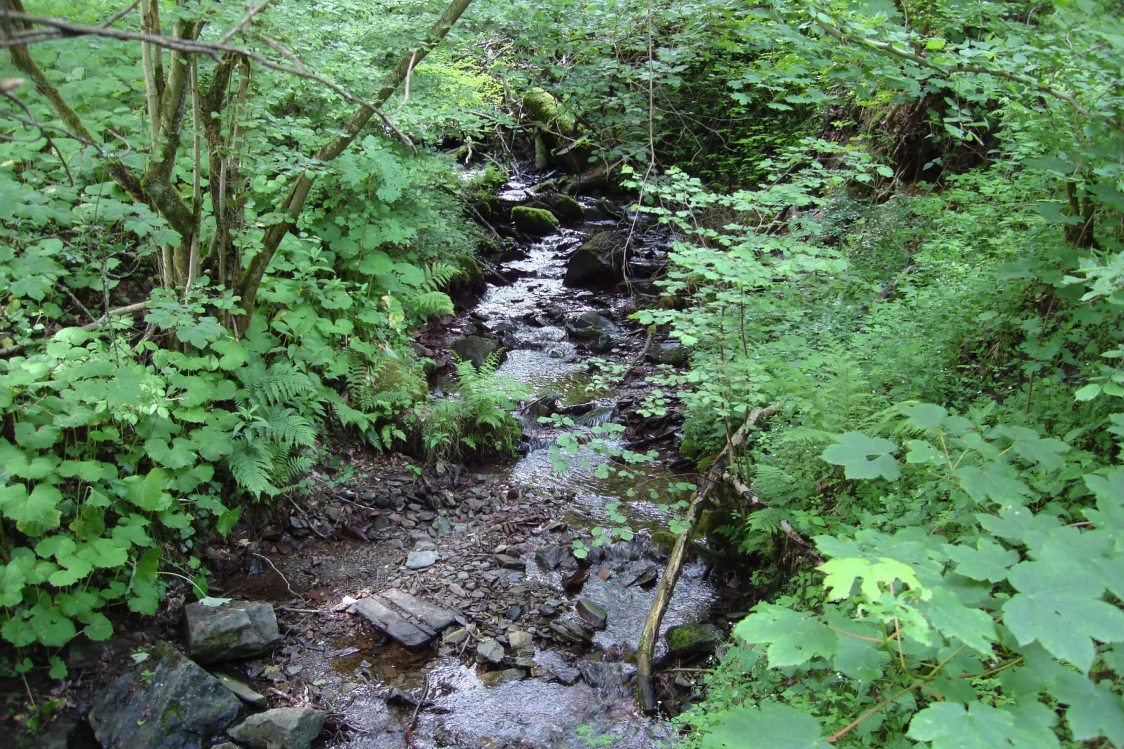 Köster-Areas within 5km in summer