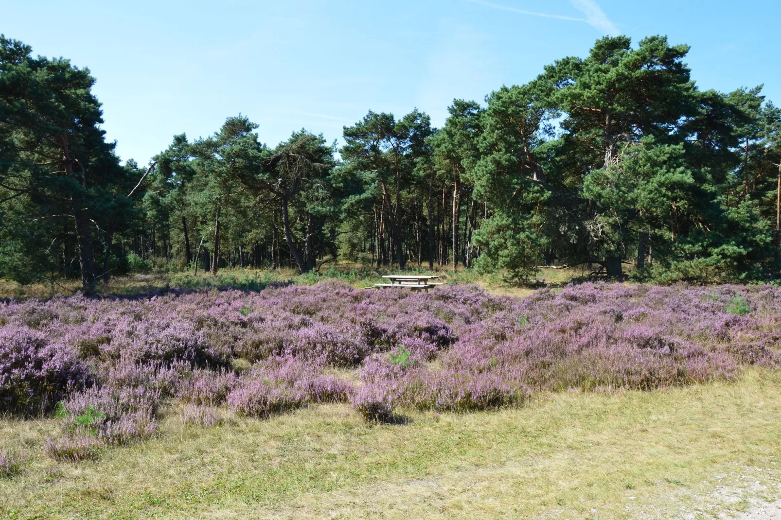 Dassenburcht-Areas summer 20km