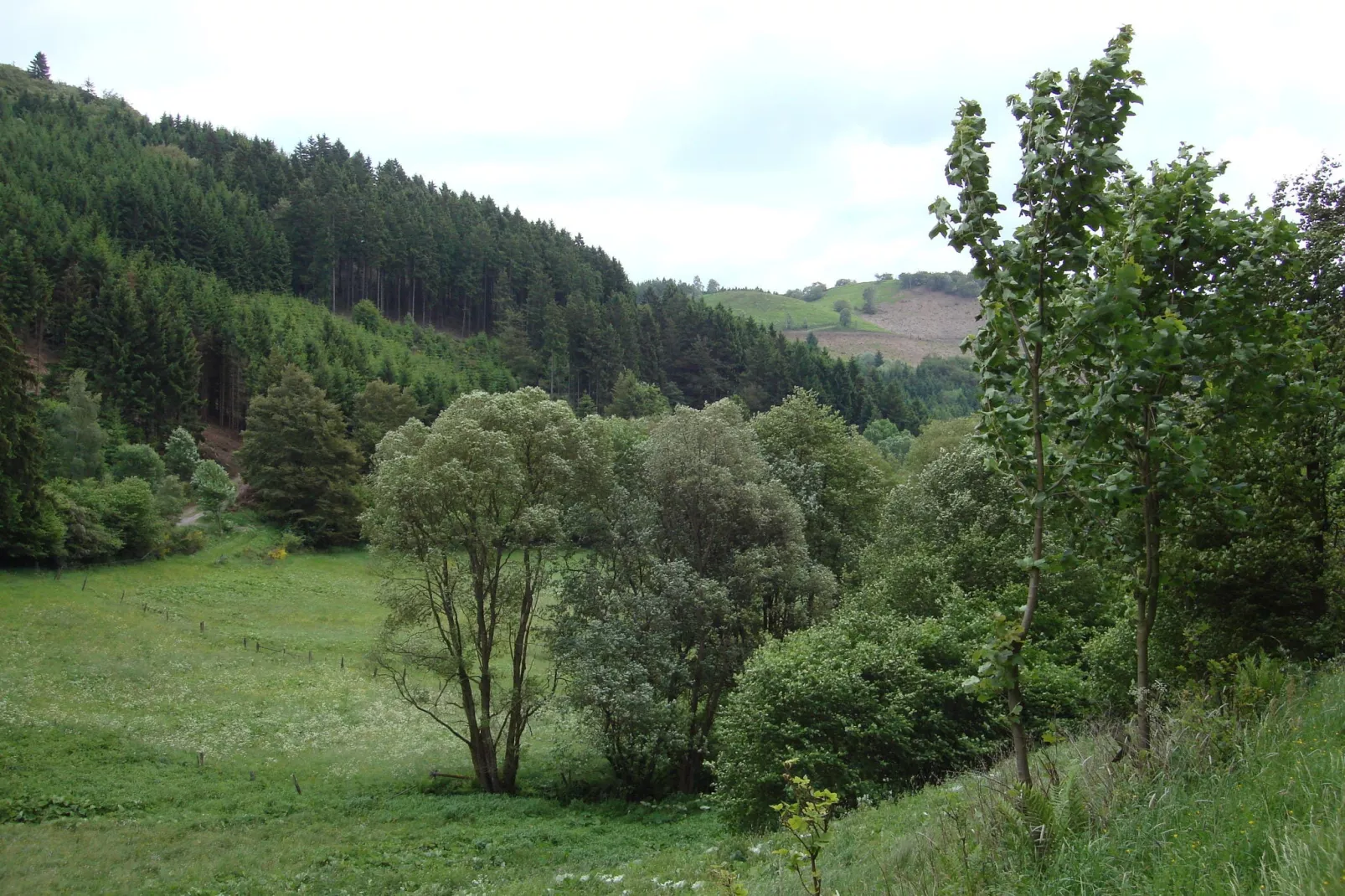 Köster