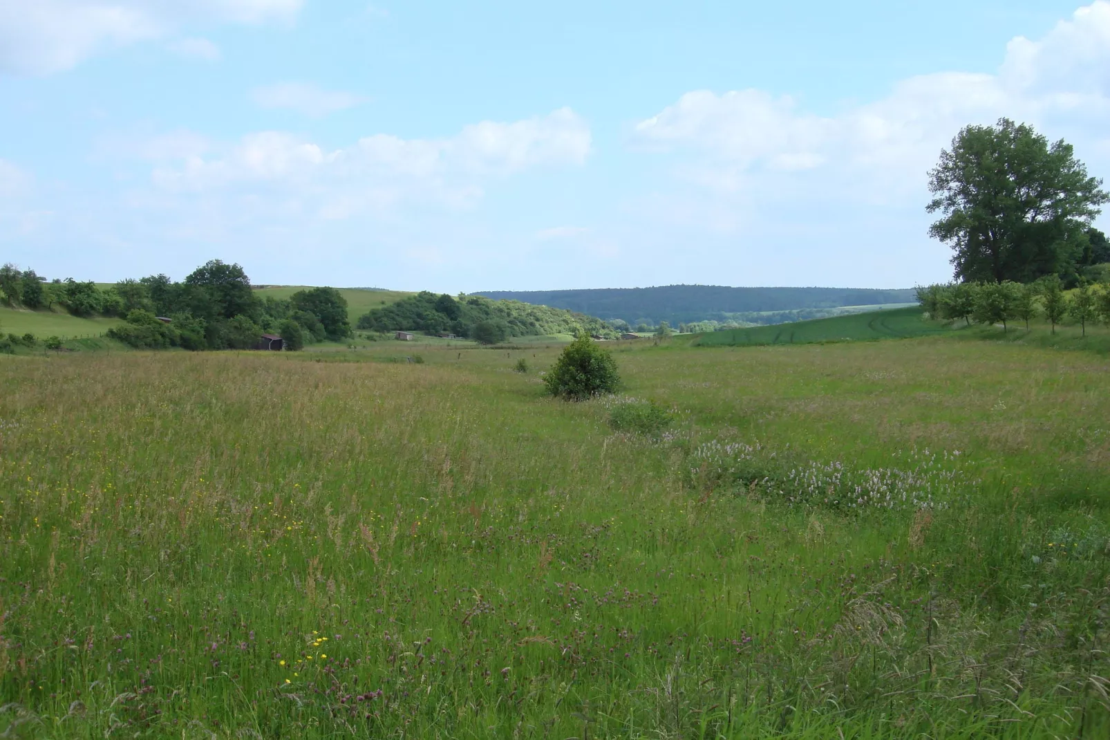 Köster-Areas within 5km in summer