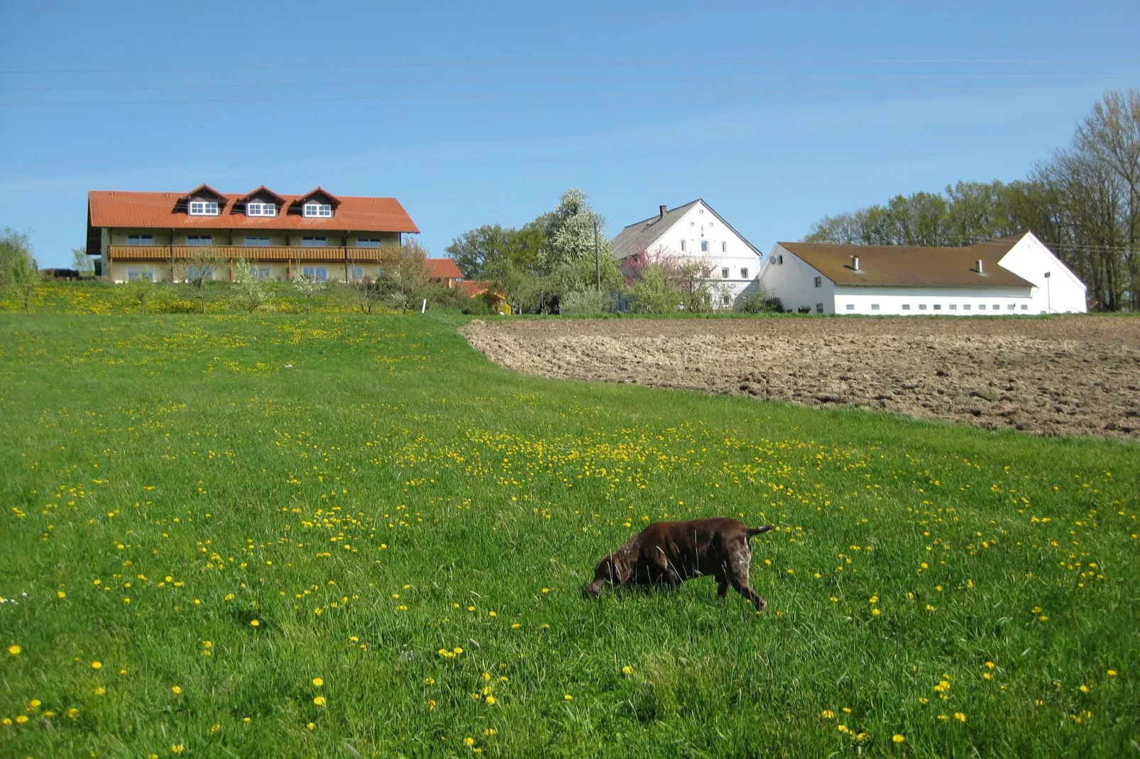 Am Ferienhof-Gebiete Sommer 5 km