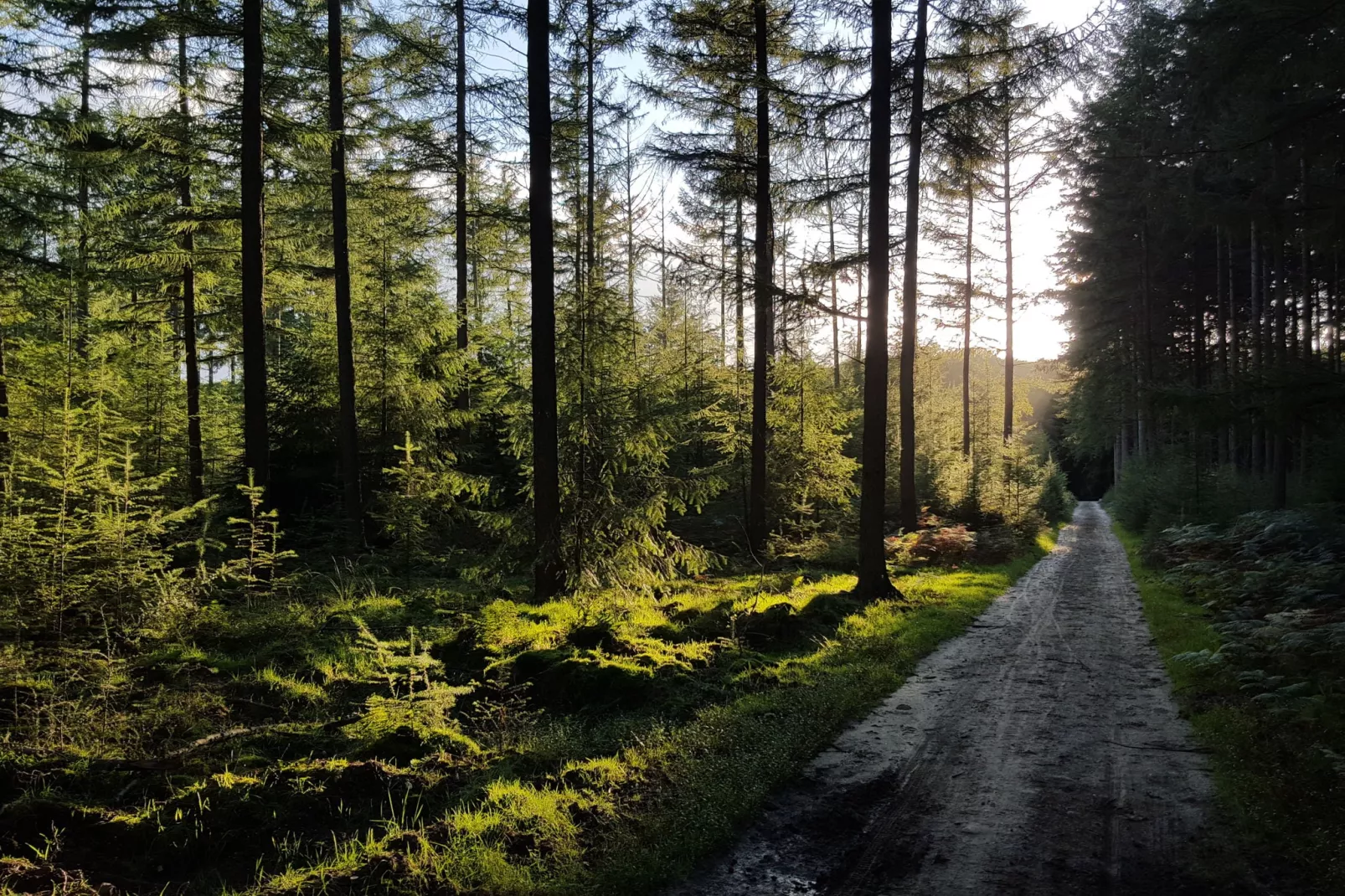 Recreatiepark de Boshoek 1-Gebiete Sommer 1 km