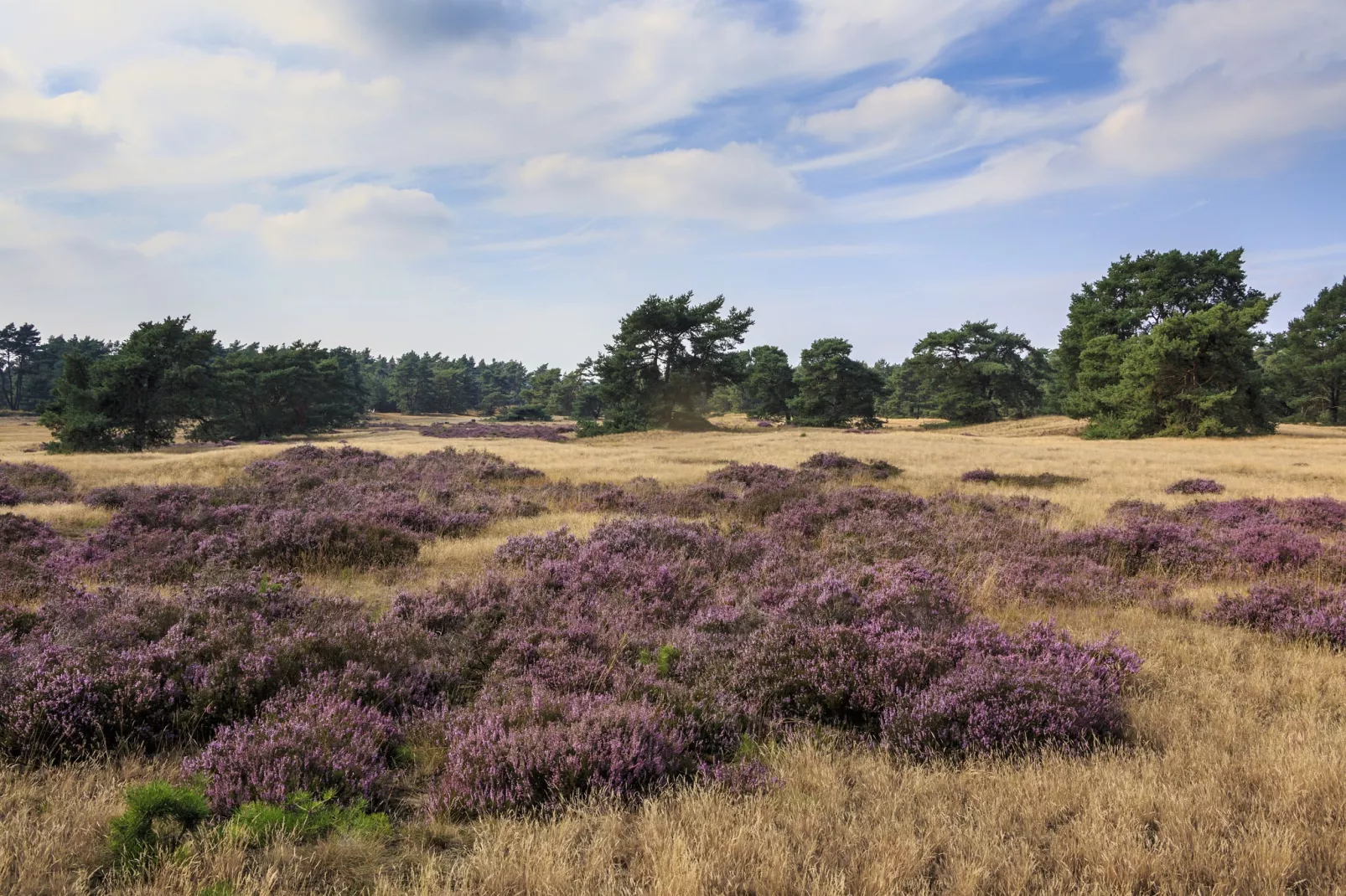 Recreatiepark de Boshoek 1-Gebiete Sommer 5 km
