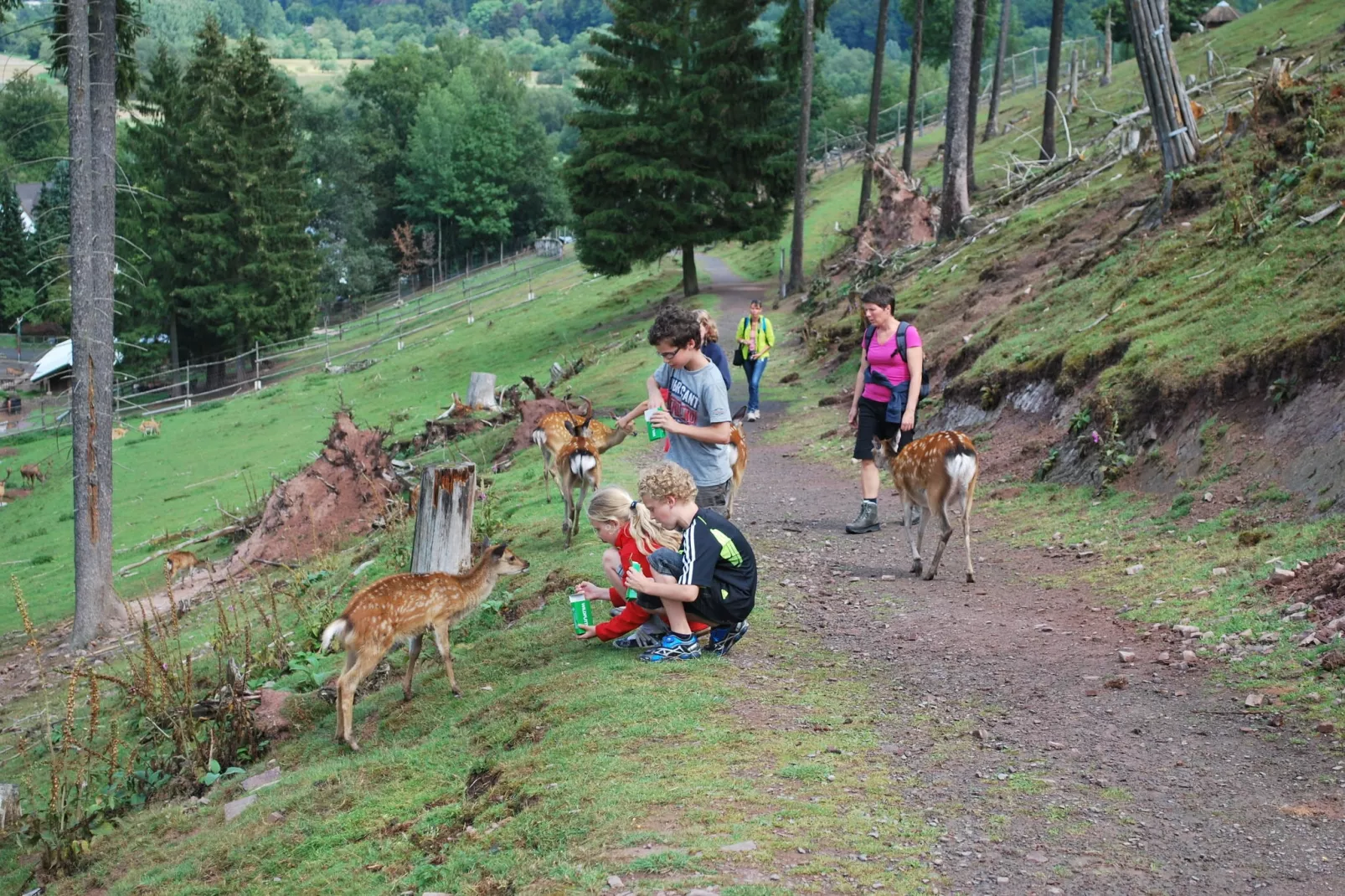 Liesen-Areas summer 20km