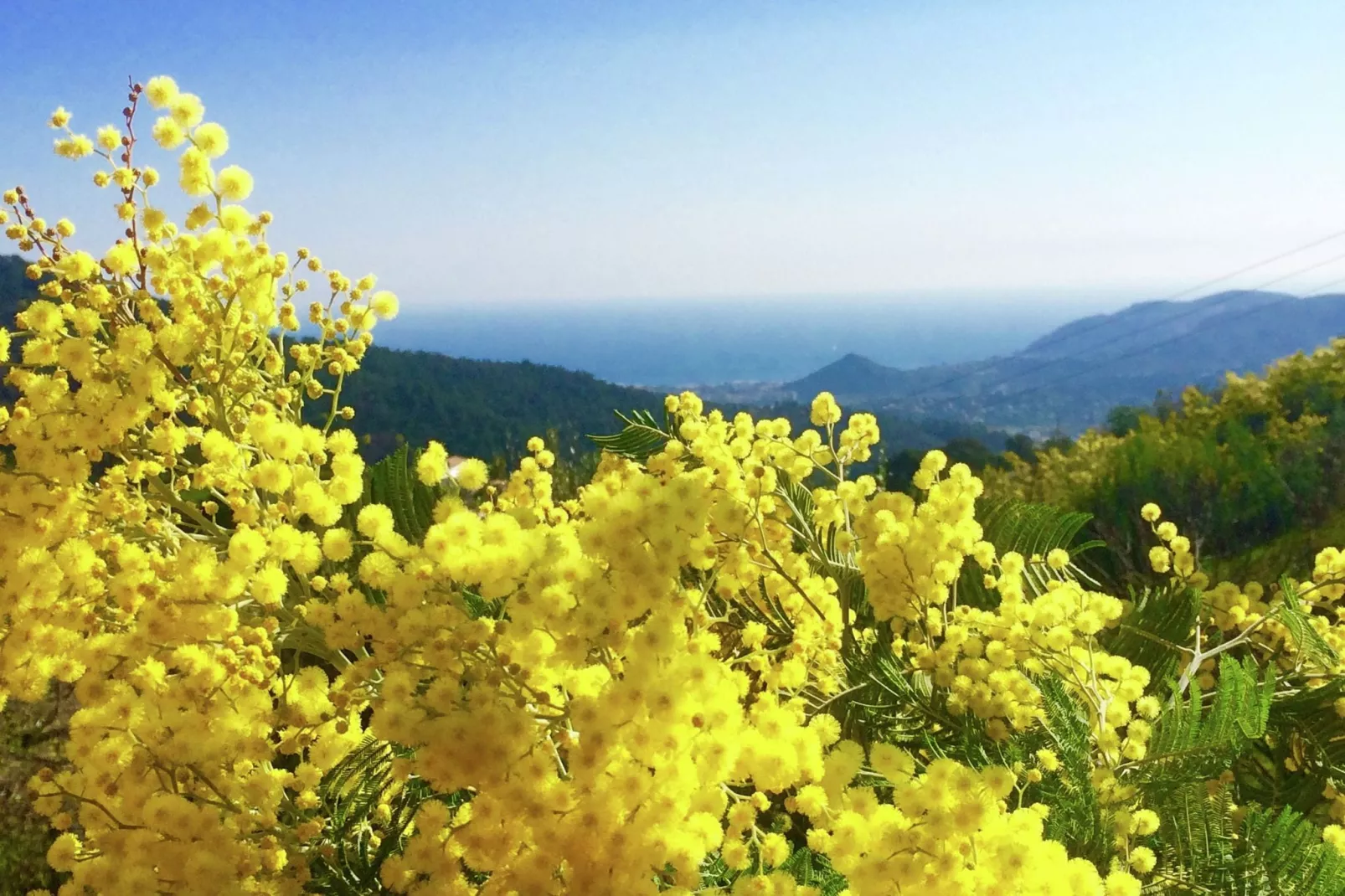 Mimosa-Zones d'été à 5 km