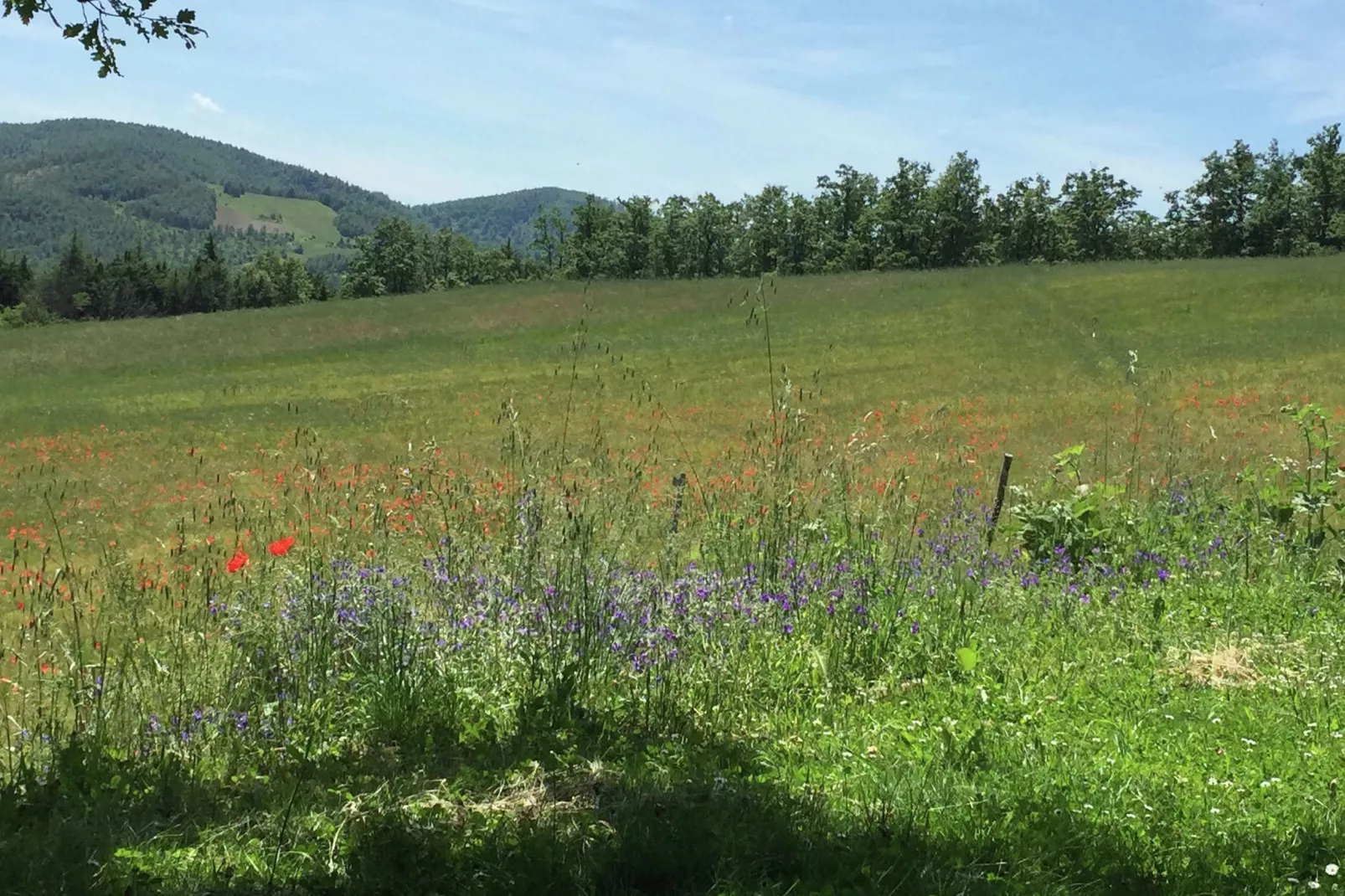 Tartufo-View in summer