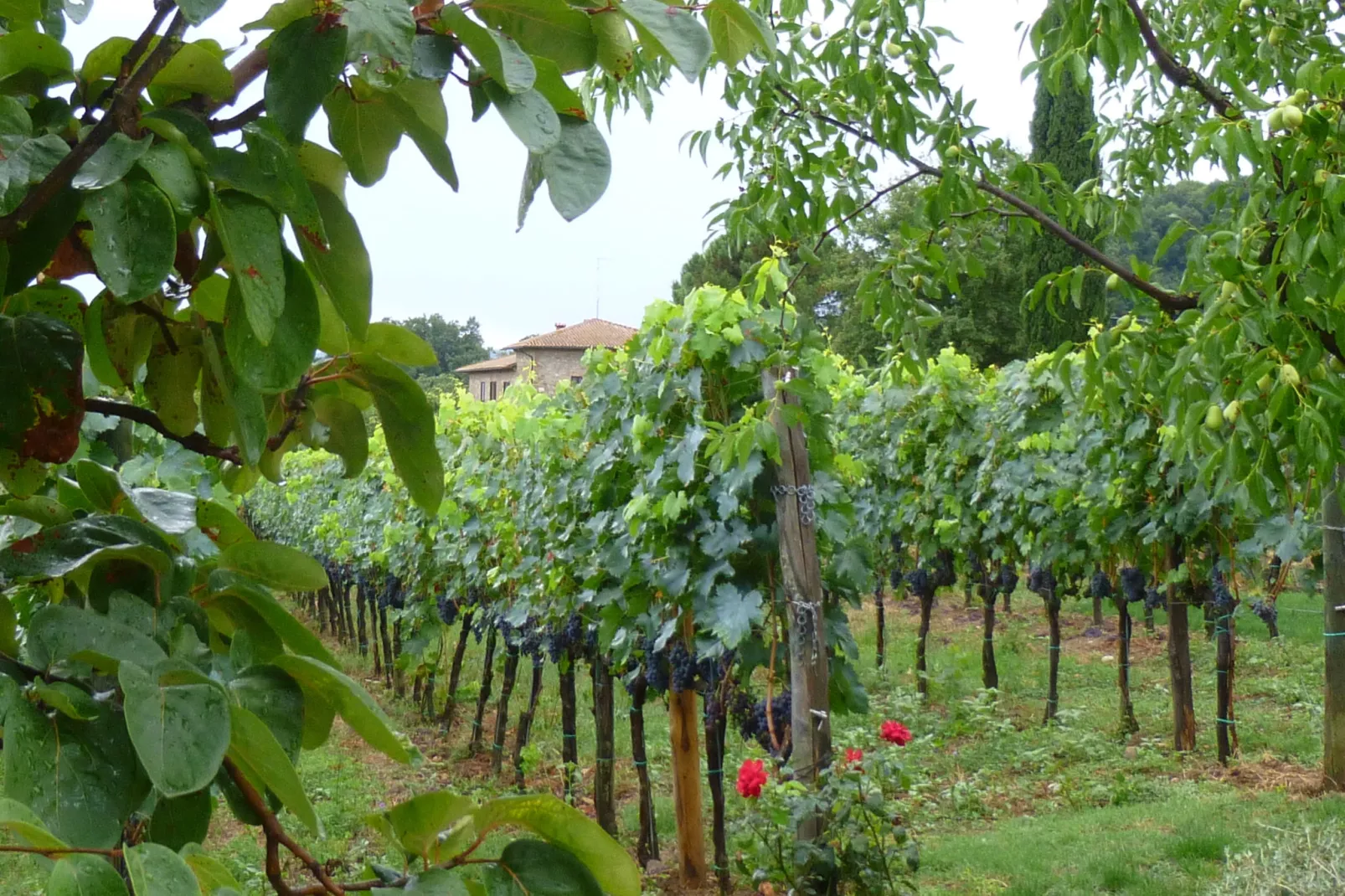 Pino-Areas within 1km in summer