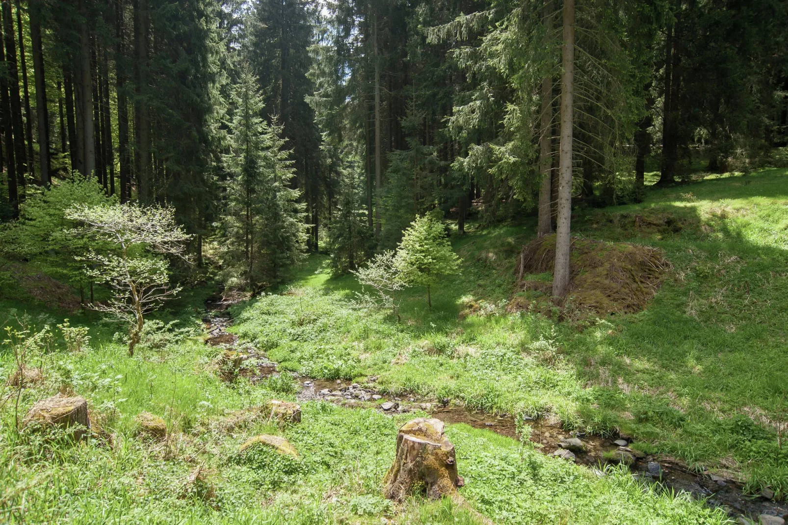 Feriendorf Bad Hundertpfund-Areas summer 1km