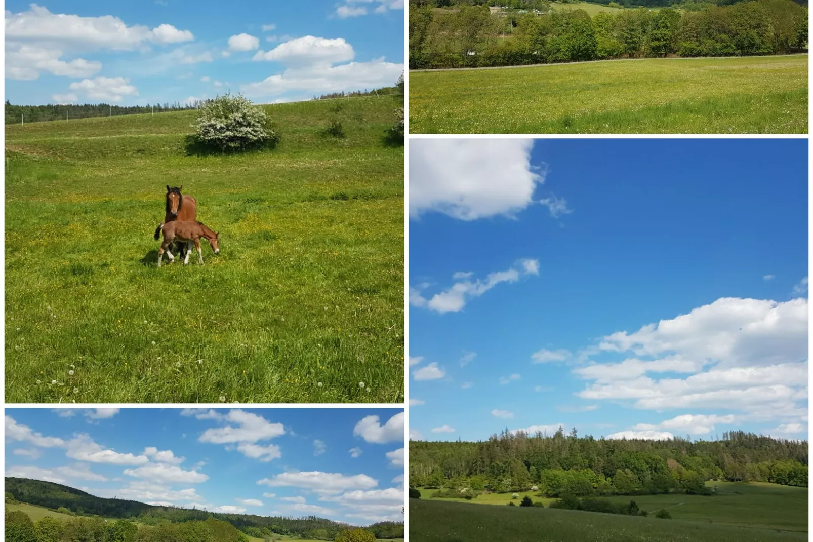 Kellerwaldblick-Areas summer 5km