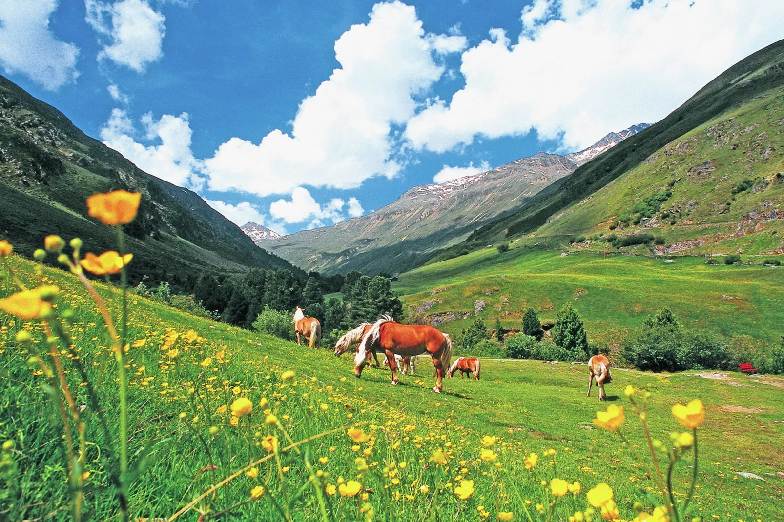 Grüner-Areas summer 5km