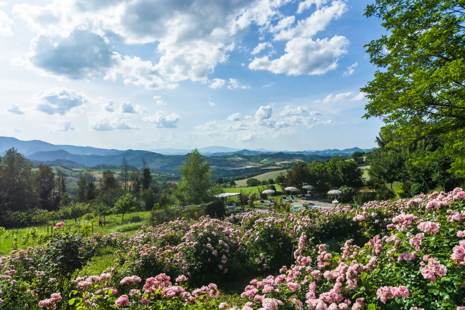 La Cinciallegra-View summer