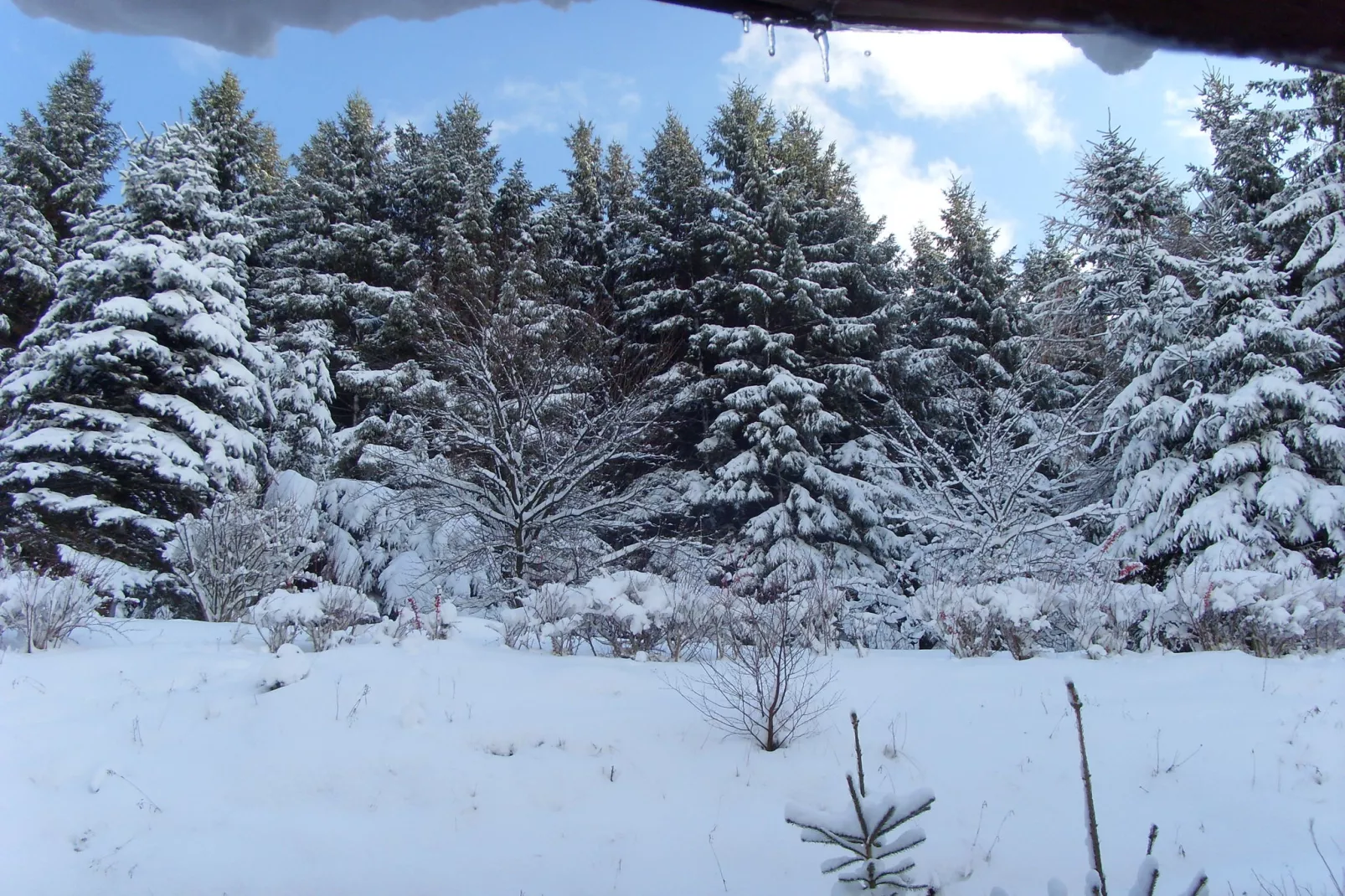 Willingen-Jardin en hiver
