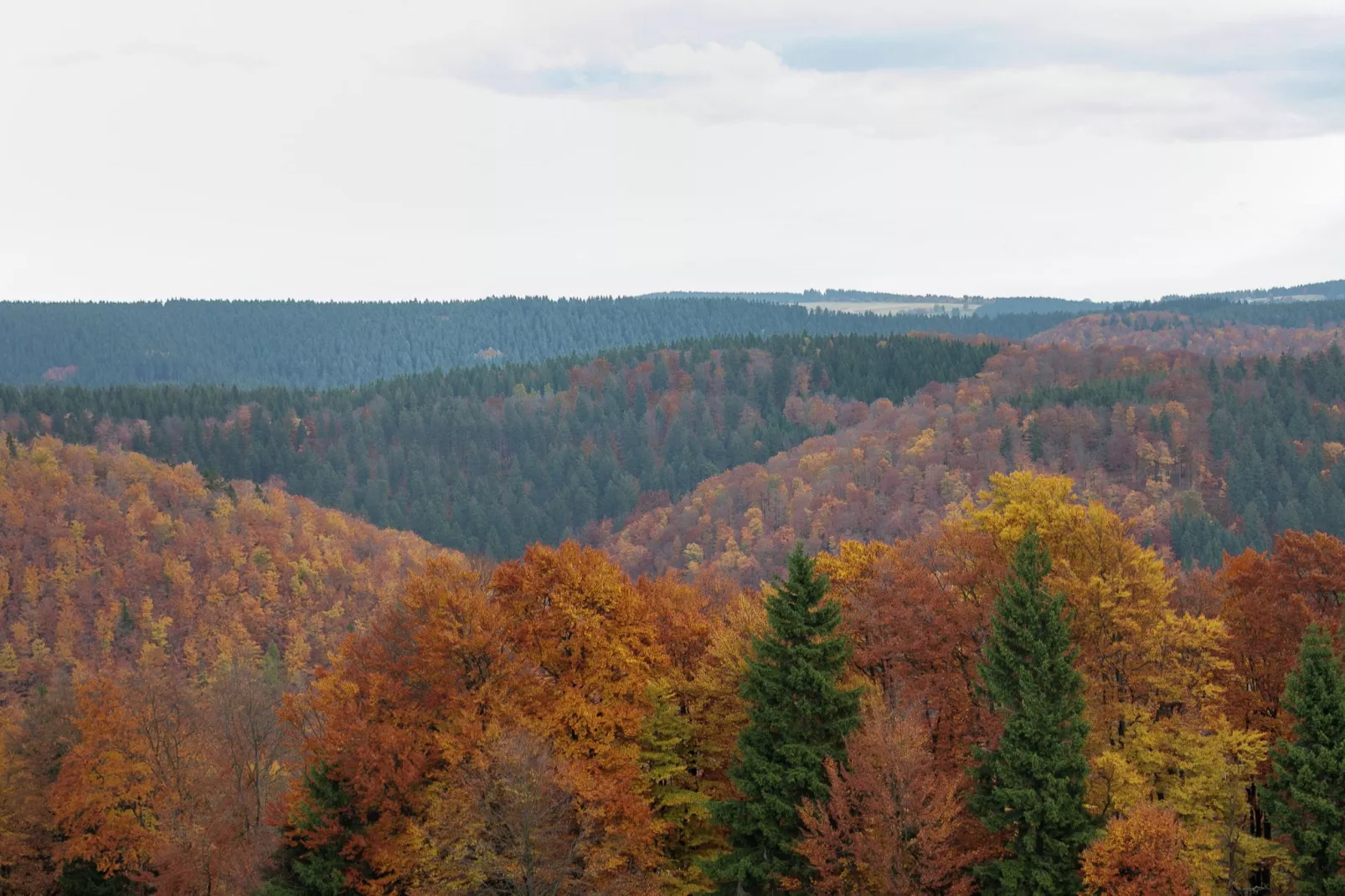 Am Thüringer Rennsteig-Gebiete Sommer 5 km
