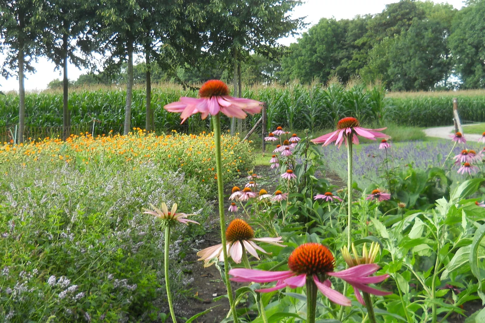 Koetshuis 't Geyn-Landgoed Noordenhoek-Gardens summer