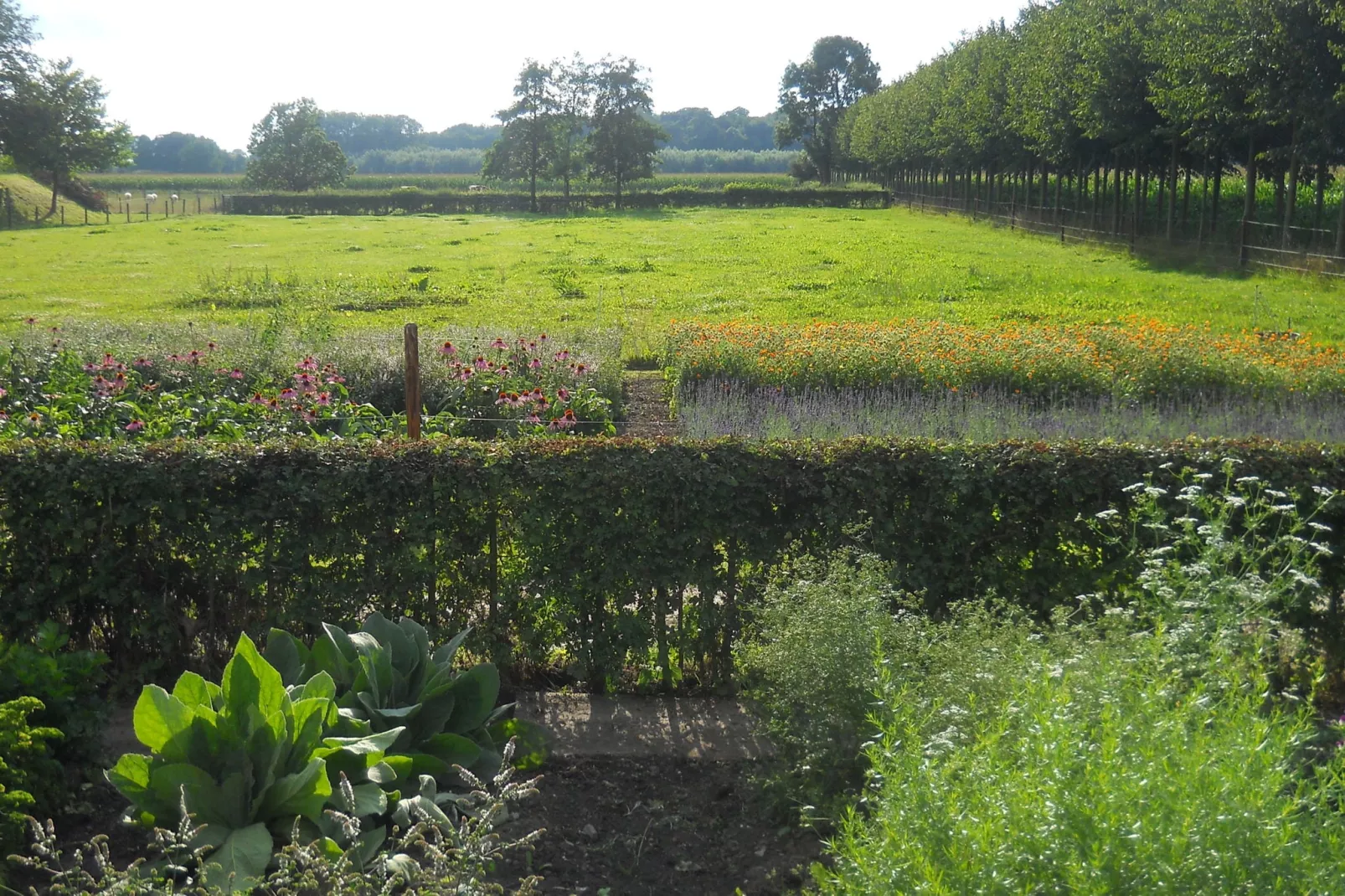Koetshuis 't Geyn-Landgoed Noordenhoek-Gardens summer