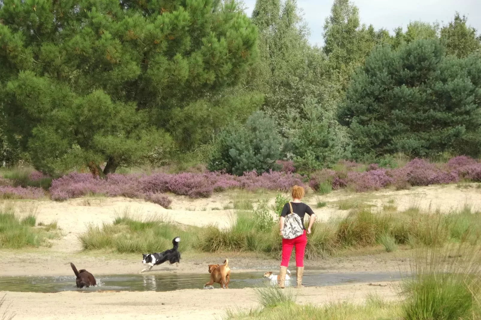 Recreatiepark Duinhoeve 14-Areas summer 5km