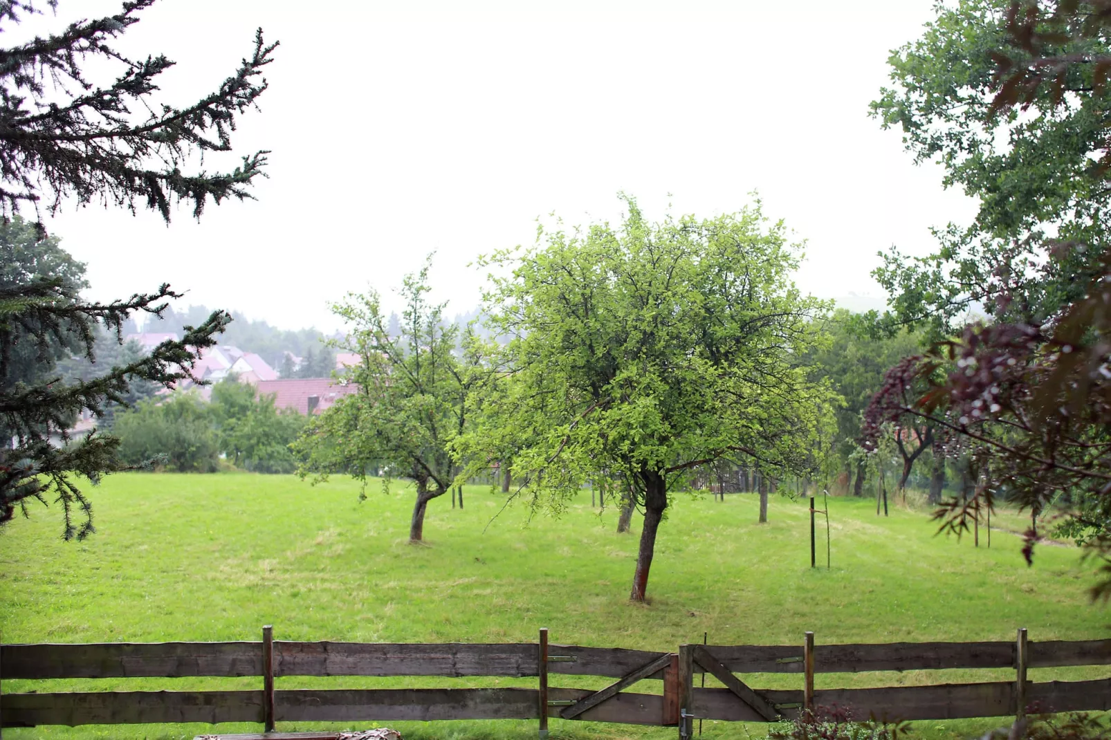 Naturstammhaus-Aussicht Sommer
