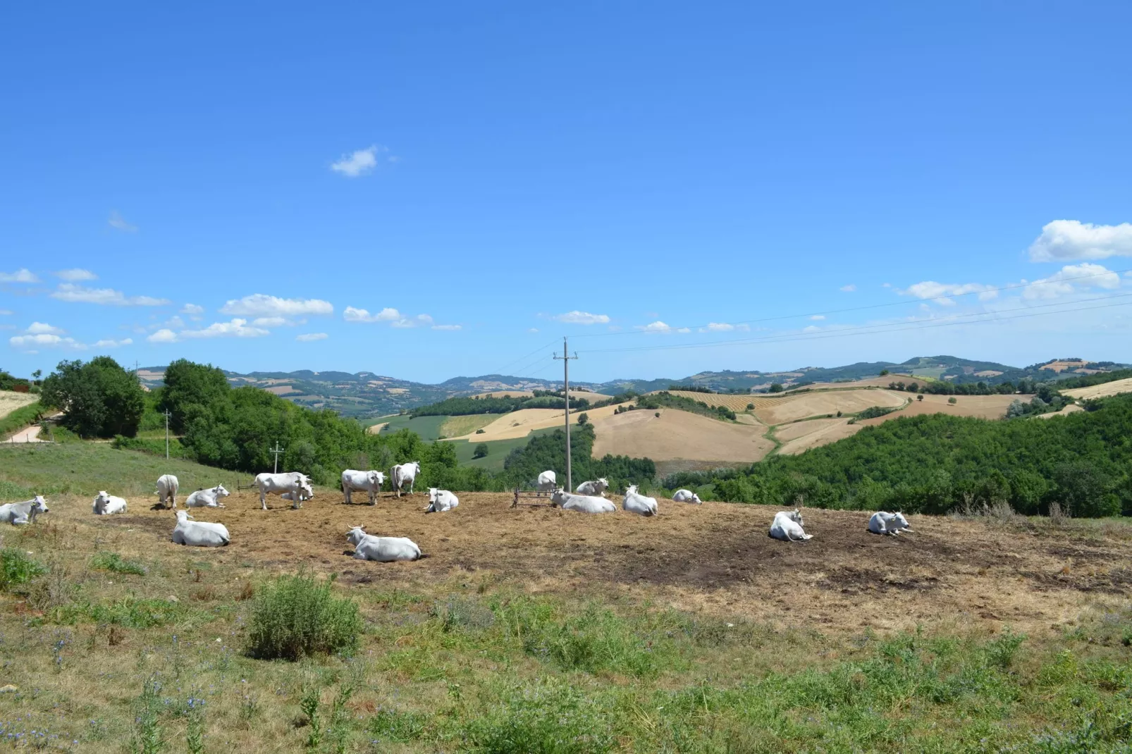 Terra-Areas within 1km in summer