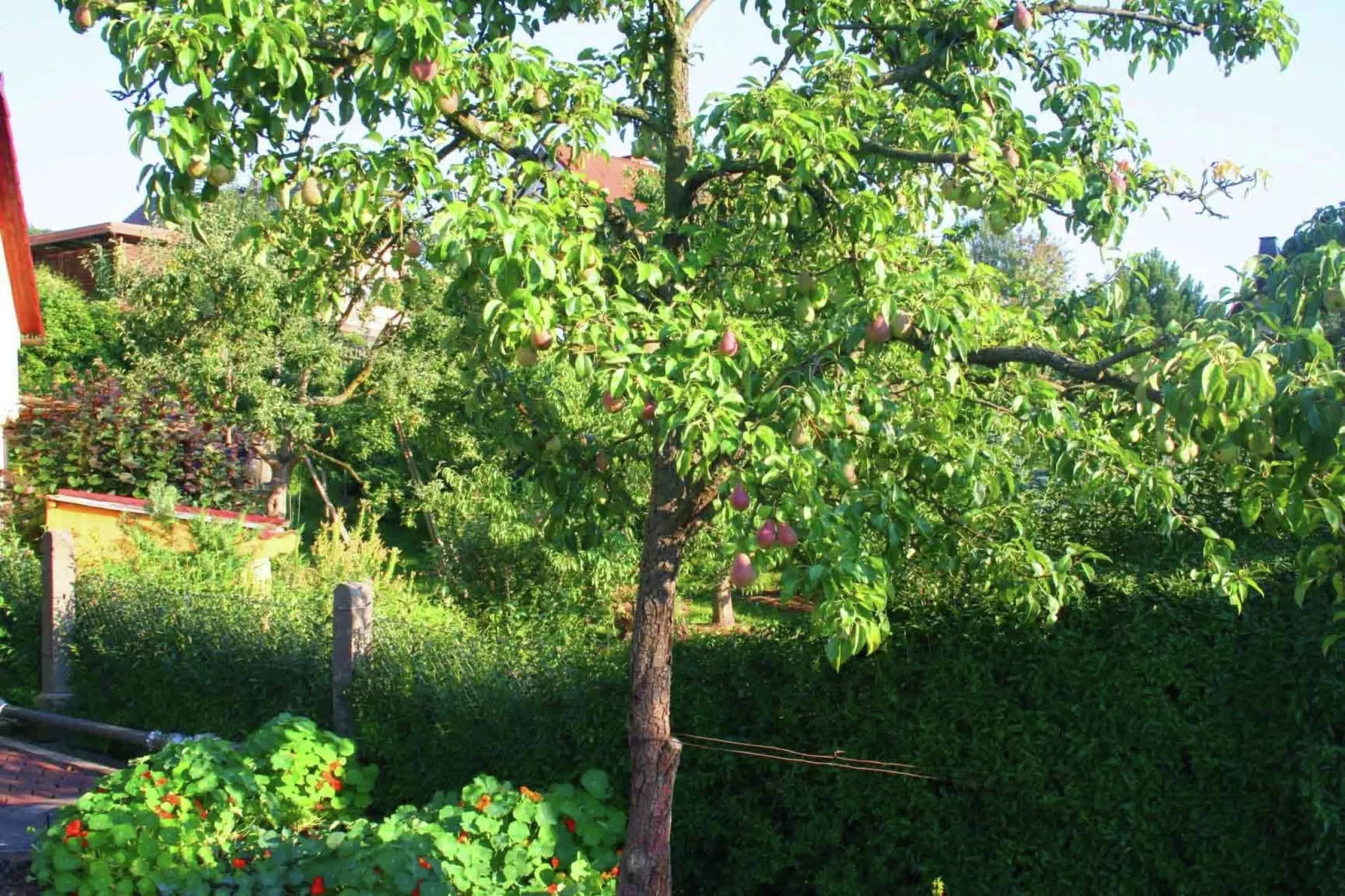 Helga-Gardens summer