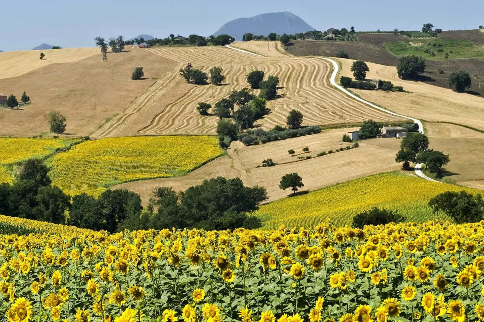 Terra-Areas within 20km in summer